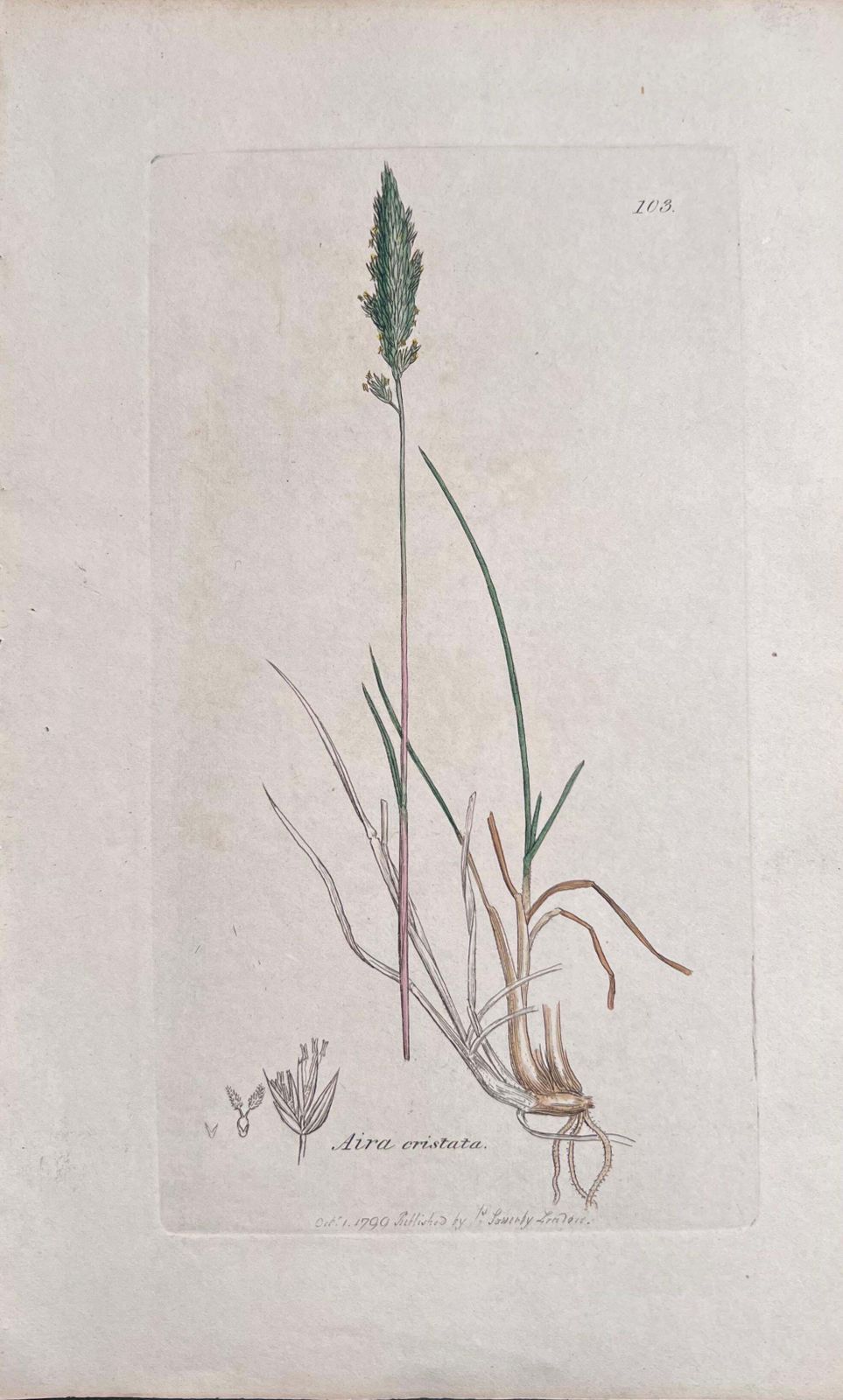 Unknownset Of Six Fine Antique British Hand Coloured Botanical Prints, Circa 1900'searly Mid 19th Century photo Art