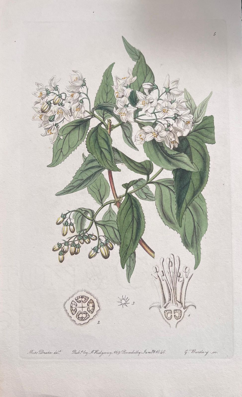 Unknownset Of Six Fine Antique British Hand Coloured Botanical Prints, Circa 1900'searly Mid 19th Century photo furniture