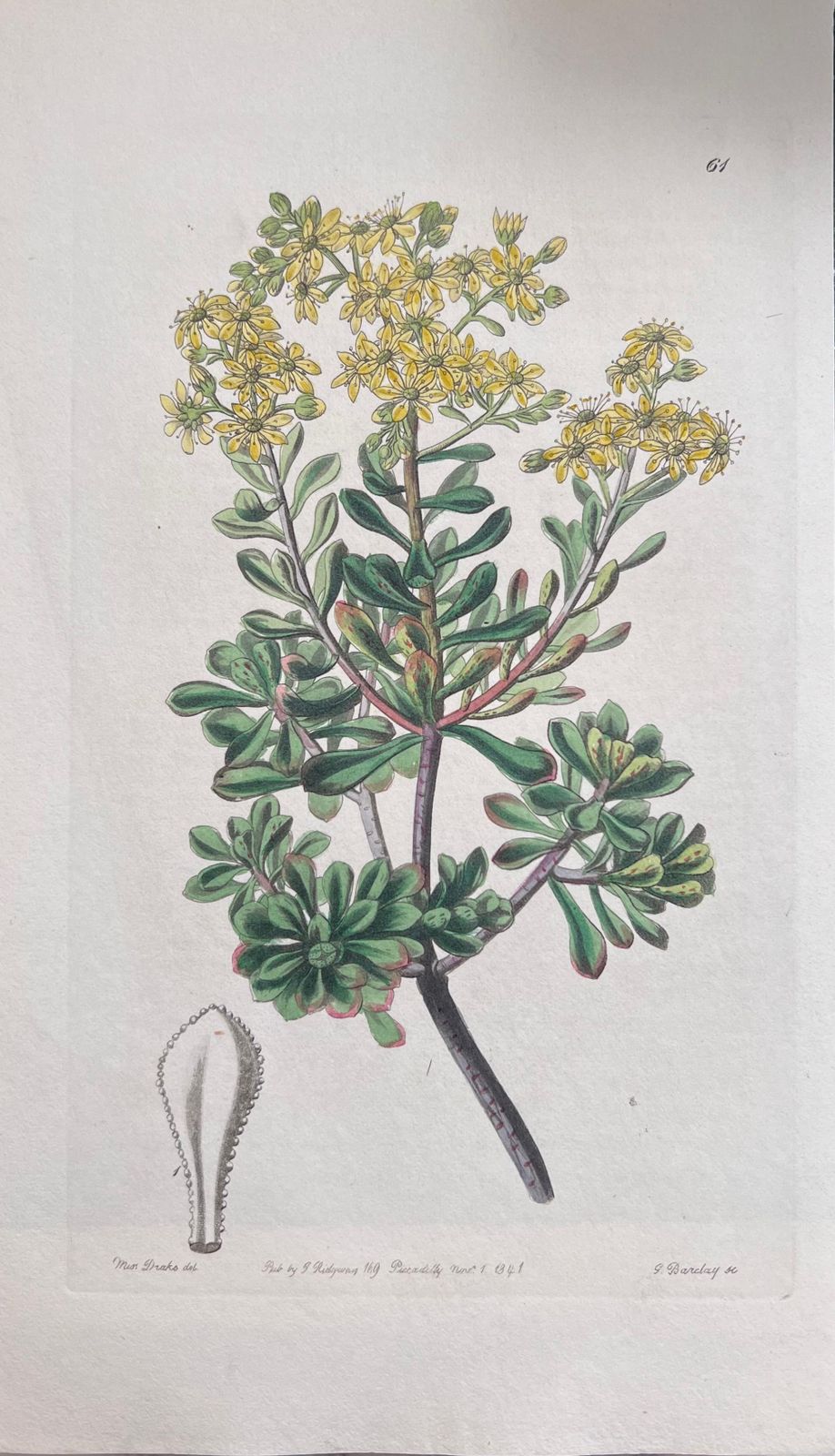 Unknownset Of Six Fine Antique British Hand Coloured Botanical Prints, Circa 1900'searly Mid 19th Century photo for sale