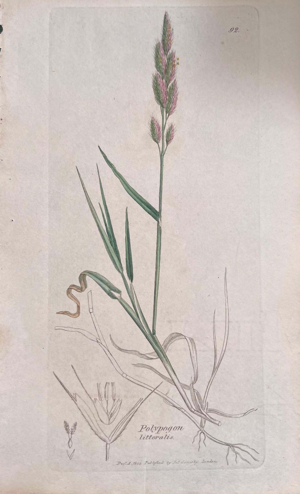 Unknownset Of Six Fine Antique British Hand Coloured Botanical Prints, Circa 1900'searly Mid 19th Century photo vinterior