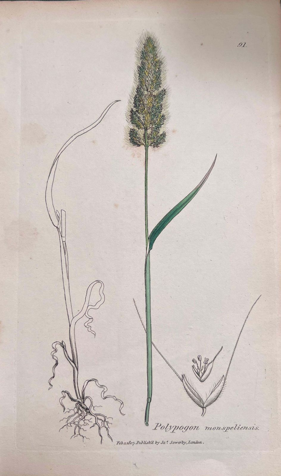 Unknownset Of Six Fine Antique British Hand Coloured Botanical Prints, Circa 1900'searly Mid 19th Century photo buy