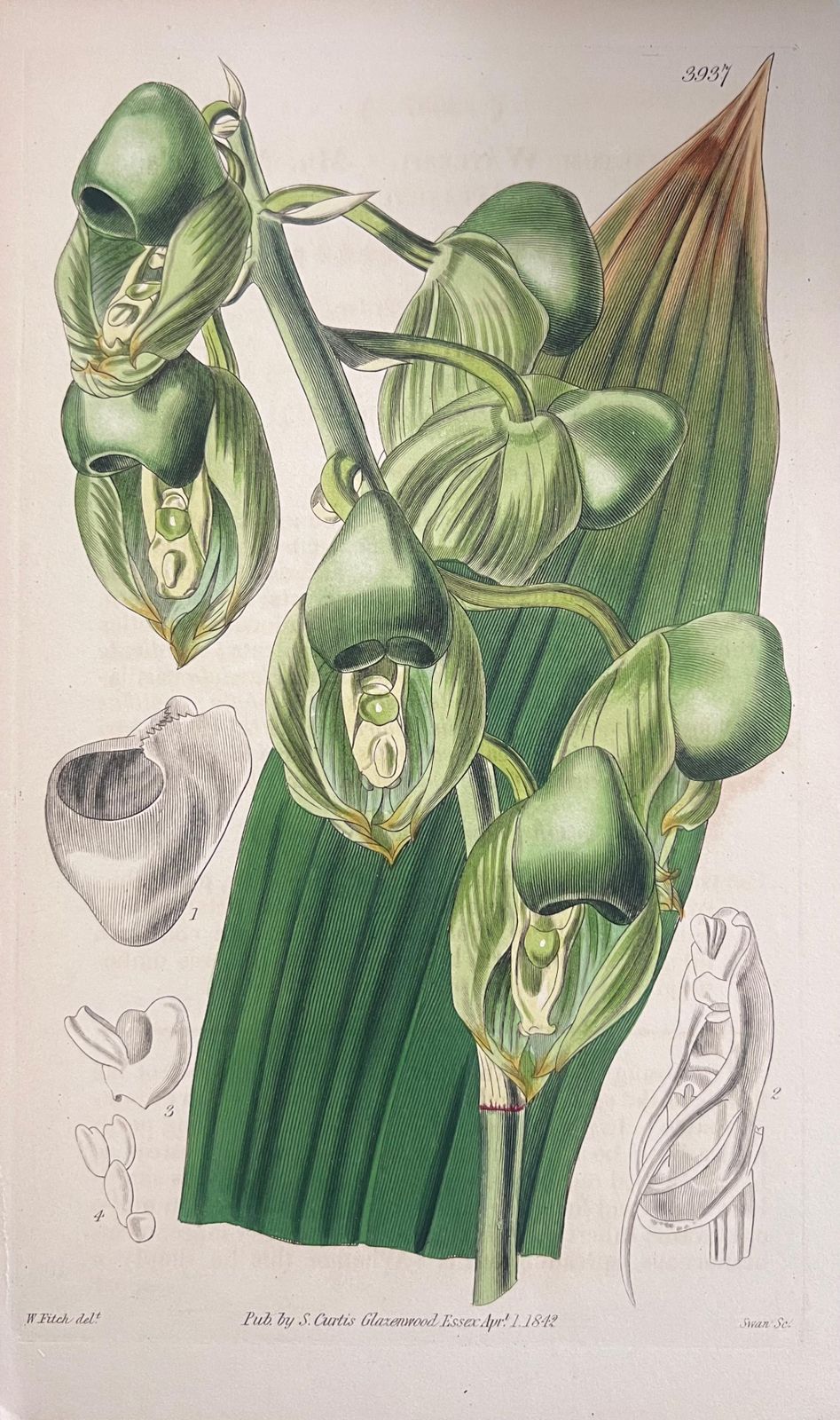 Unknownset Of Six Fine Antique British Hand Coloured Botanical Prints, Circa 1900'searly Mid 19th Century photo buy