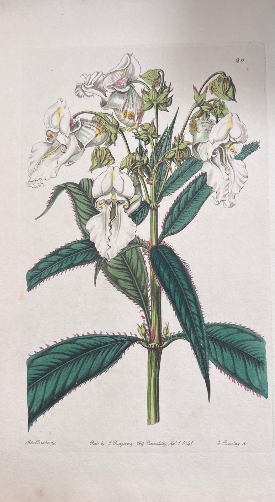Unknownset Of Six Fine Antique British Hand Coloured Botanical Prints, Circa 1900'searly Mid 19th Century photo furniture