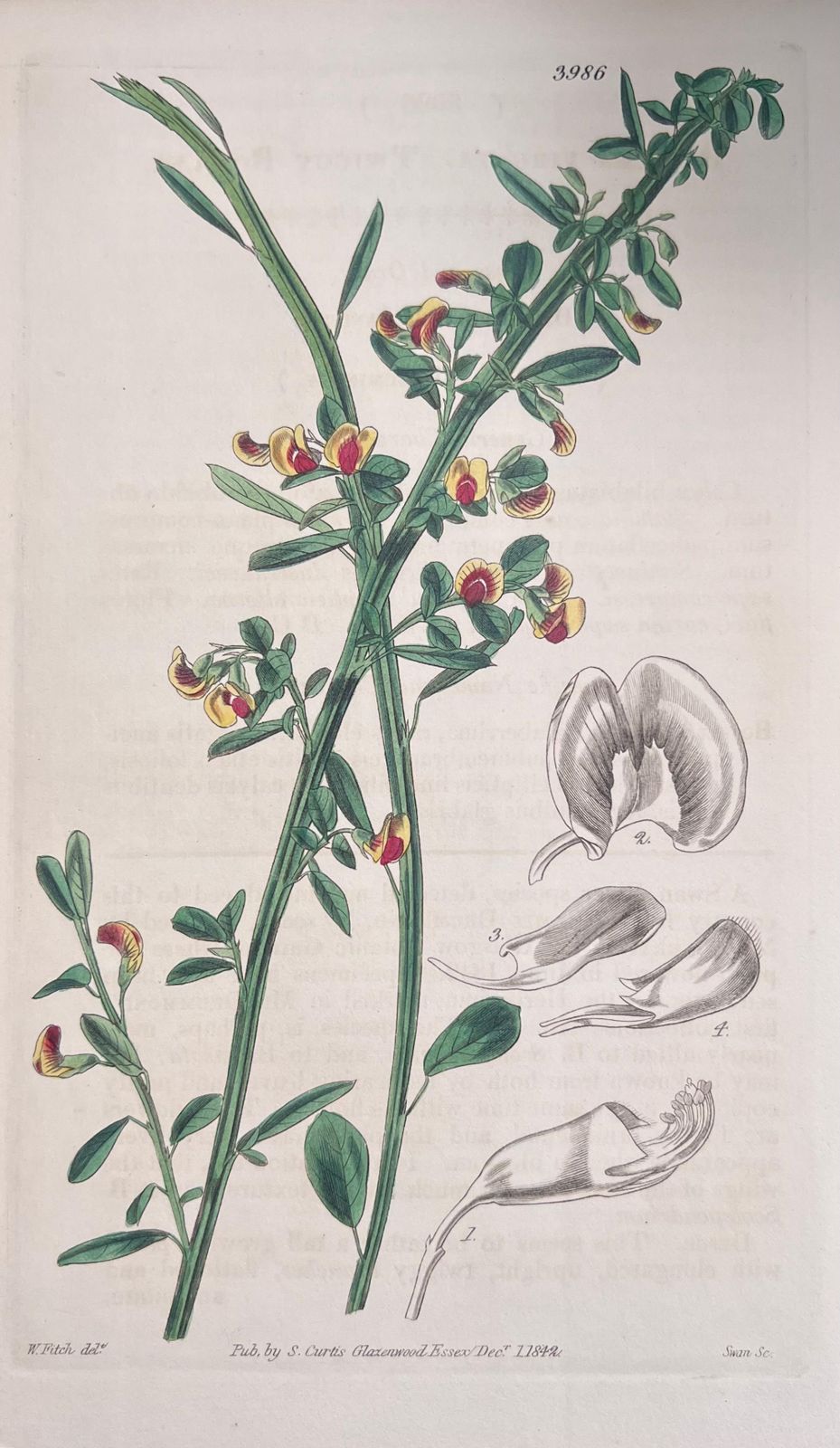 Unknownset Of Six Fine Antique British Hand Coloured Botanical Prints, Circa 1900'searly Mid 19th Century photo vinterior