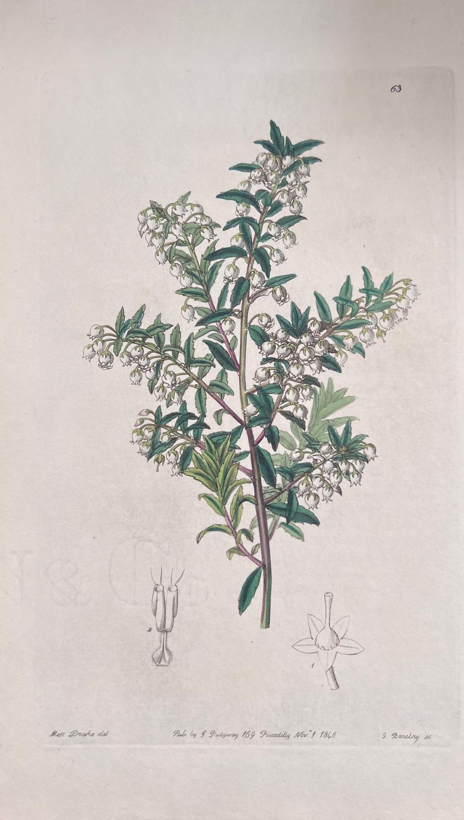 Unknownset Of Six Fine Antique British Hand Coloured Botanical Prints, Circa 1900'searly Mid 19th Century photo Art