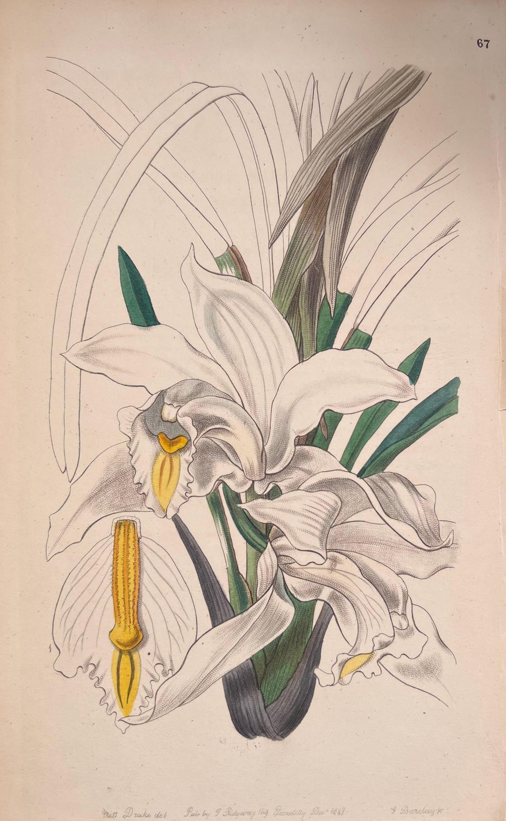 Unknownset Of Six Fine Antique British Hand Coloured Botanical Prints, Circa 1900'searly Mid 19th Century photo buy