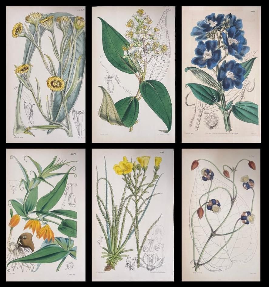 Unknownset Of Six Fine Antique British Hand Coloured Botanical Prints, Circa 1900'searly Mid 19th Century
