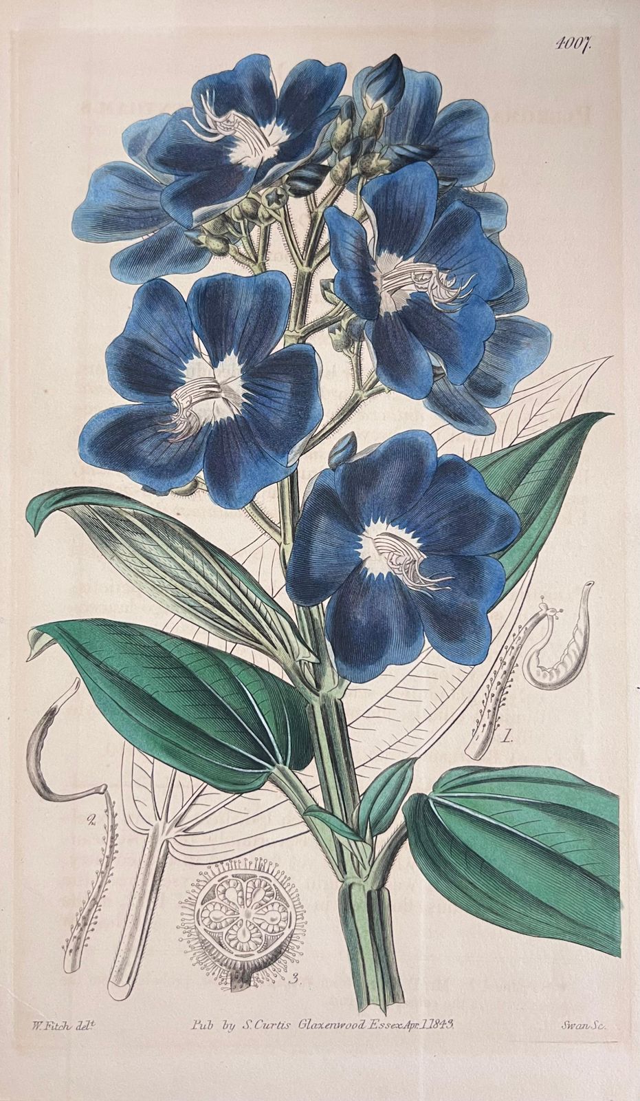 Unknownset Of Six Fine Antique British Hand Coloured Botanical Prints, Circa 1900'searly Mid 19th Century photo Art