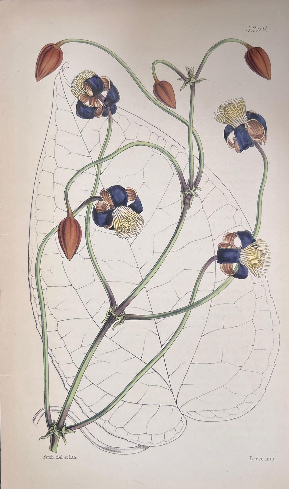 Unknownset Of Six Fine Antique British Hand Coloured Botanical Prints, Circa 1900'searly Mid 19th Century photo buy