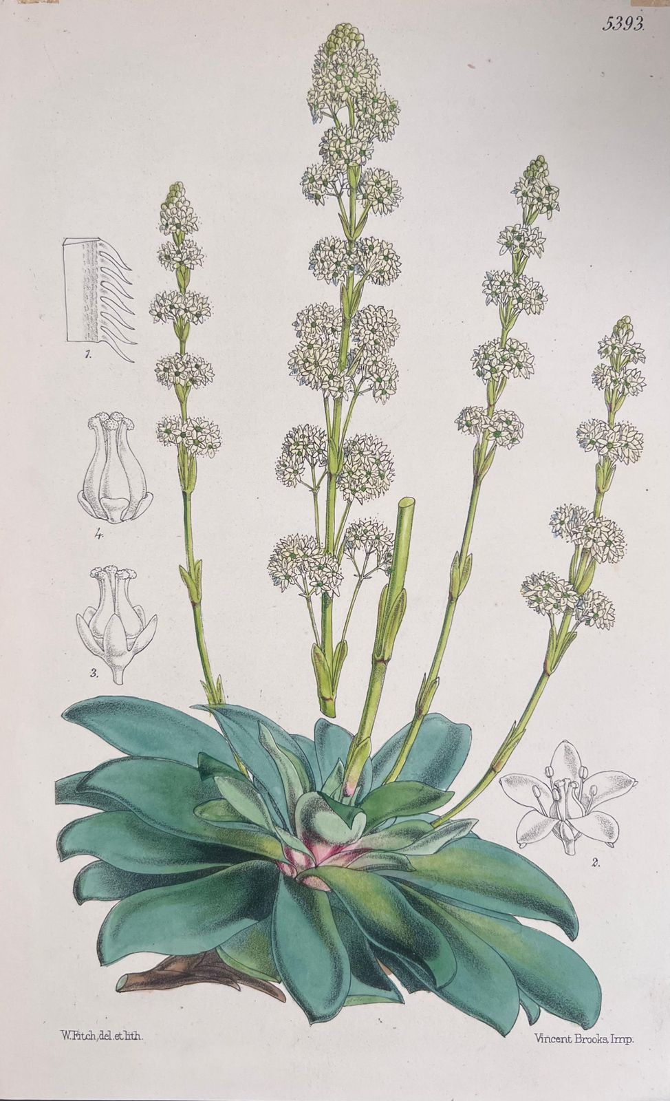 Unknownset Of Six Fine Antique British Hand Coloured Botanical Prints, Circa 1900'searly Mid 19th Century photo furniture