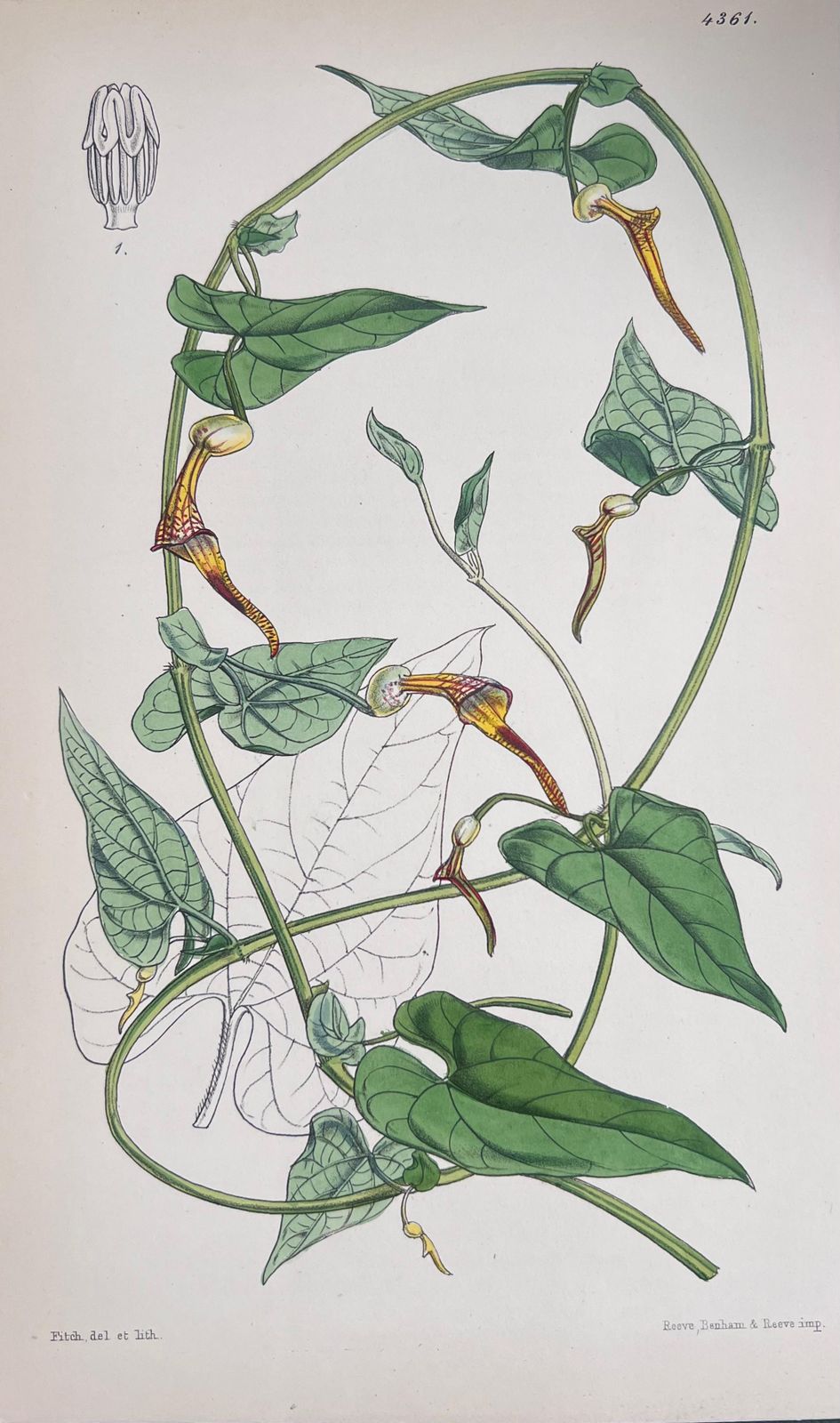 Unknownset Of Six Fine Antique British Hand Coloured Botanical Prints, Circa 1900'searly Mid 19th Century photo for sale