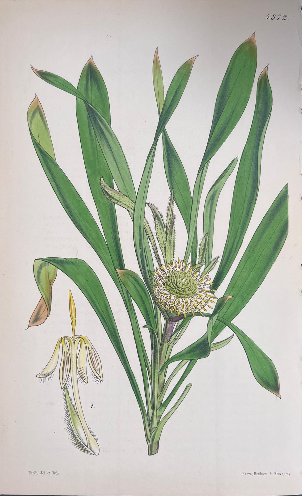 Unknownset Of Six Fine Antique British Hand Coloured Botanical Prints, Circa 1900'searly Mid 19th Century photo Art