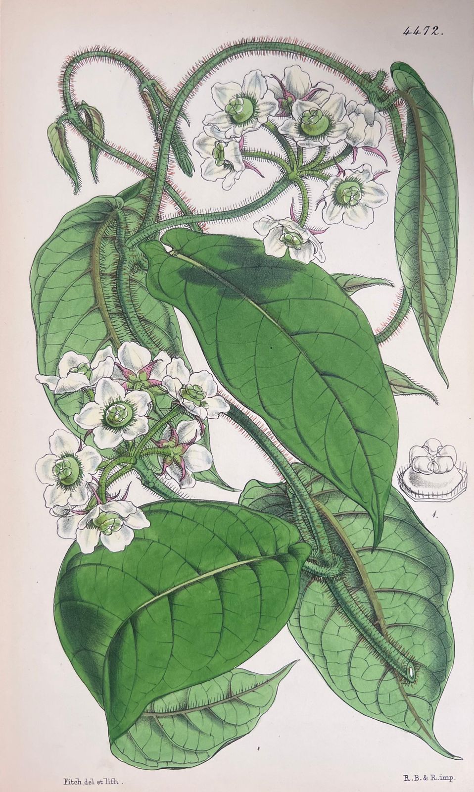 Unknownset Of Six Fine Antique British Hand Coloured Botanical Prints, Circa 1900'searly Mid 19th Century photo 407.0