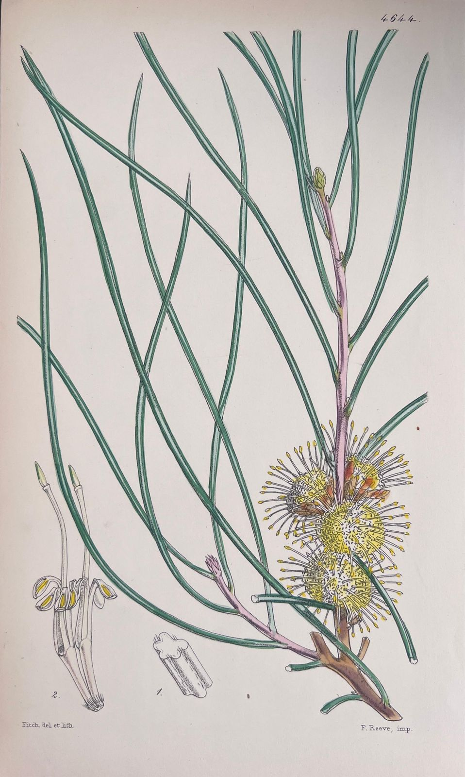 Unknownset Of Six Fine Antique British Hand Coloured Botanical Prints, Circa 1900'searly Mid 19th Century photo for sale