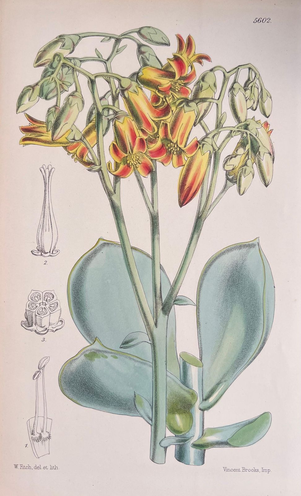 Unknownset Of Six Fine Antique British Hand Coloured Botanical Prints, Circa 1900'searly Mid 19th Century photo 408.0