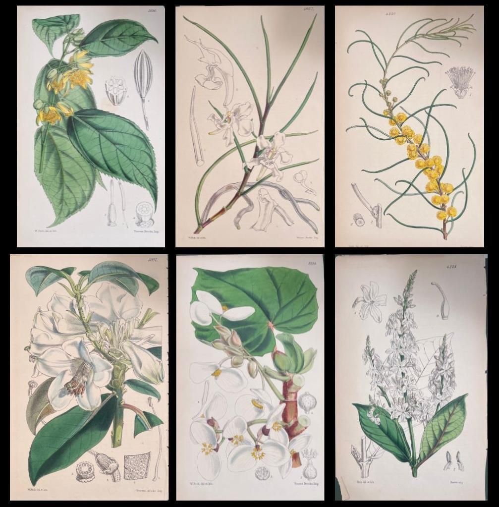 Unknownset Of Six Fine Antique British Hand Coloured Botanical Prints, Circa 1900'searly Mid 19th Century