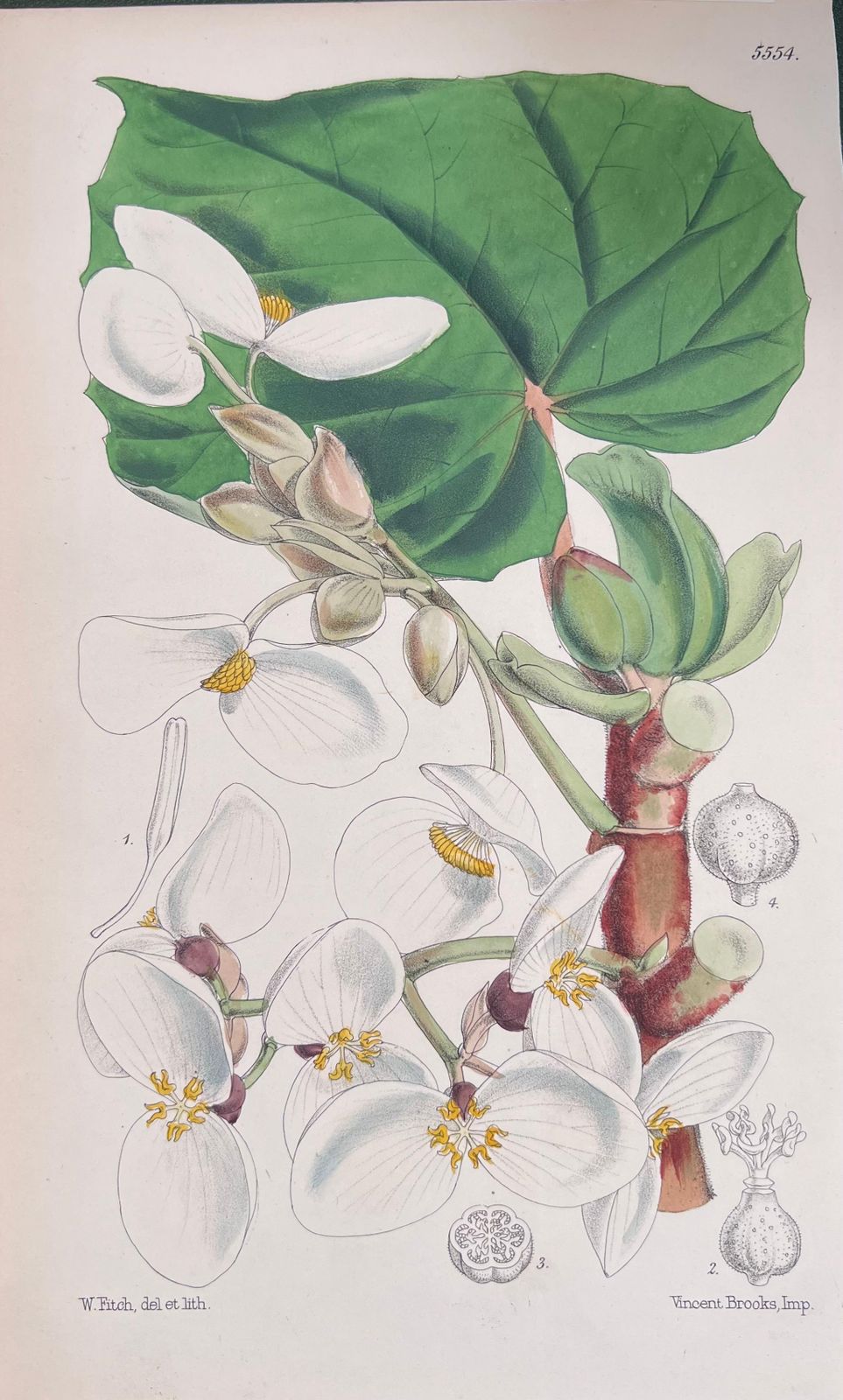 Unknownset Of Six Fine Antique British Hand Coloured Botanical Prints, Circa 1900'searly Mid 19th Century photo for sale