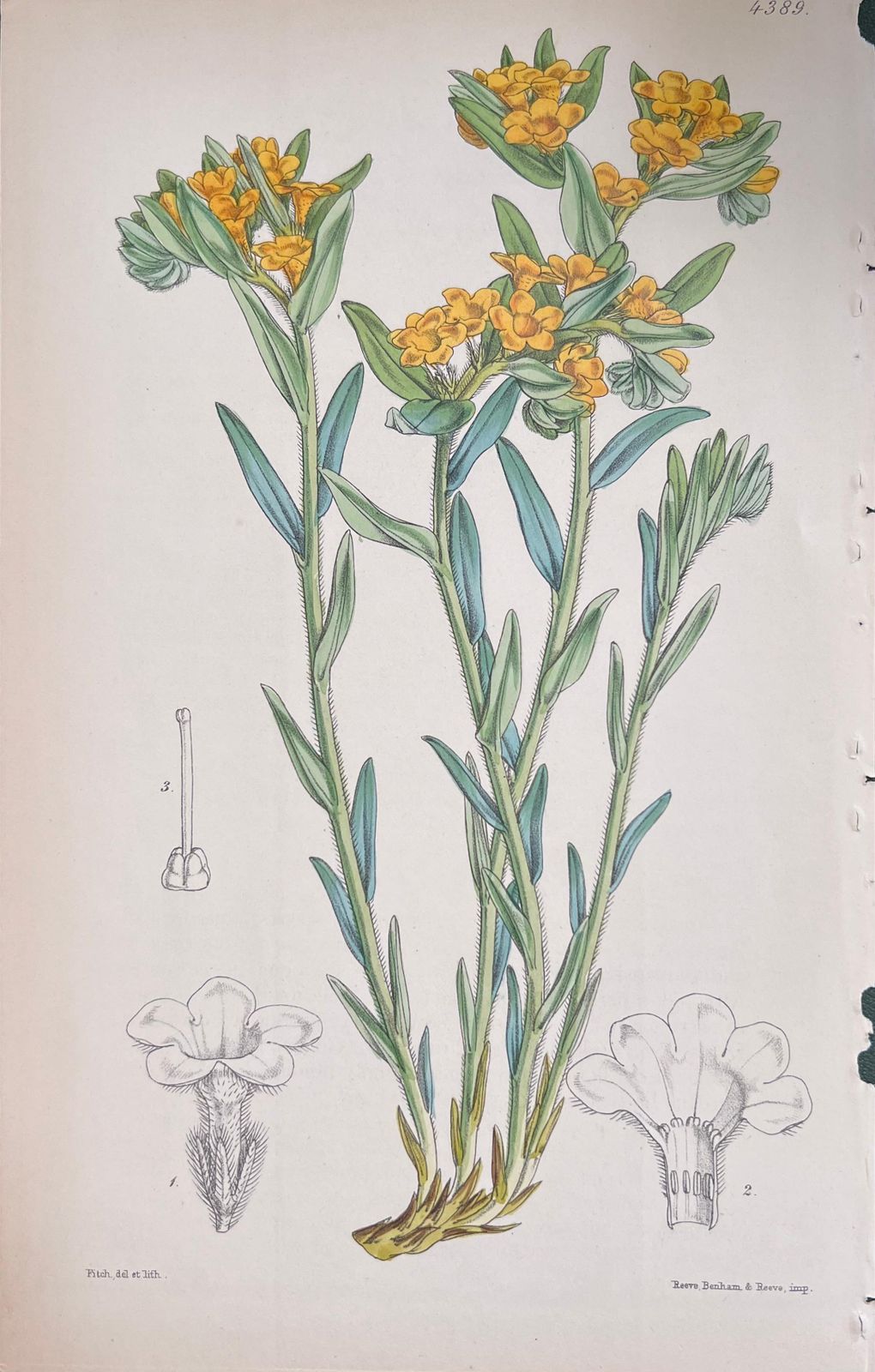 Unknownset Of Six Fine Antique British Hand Coloured Botanical Prints, Circa 1900'searly Mid 19th Century photo 408.0