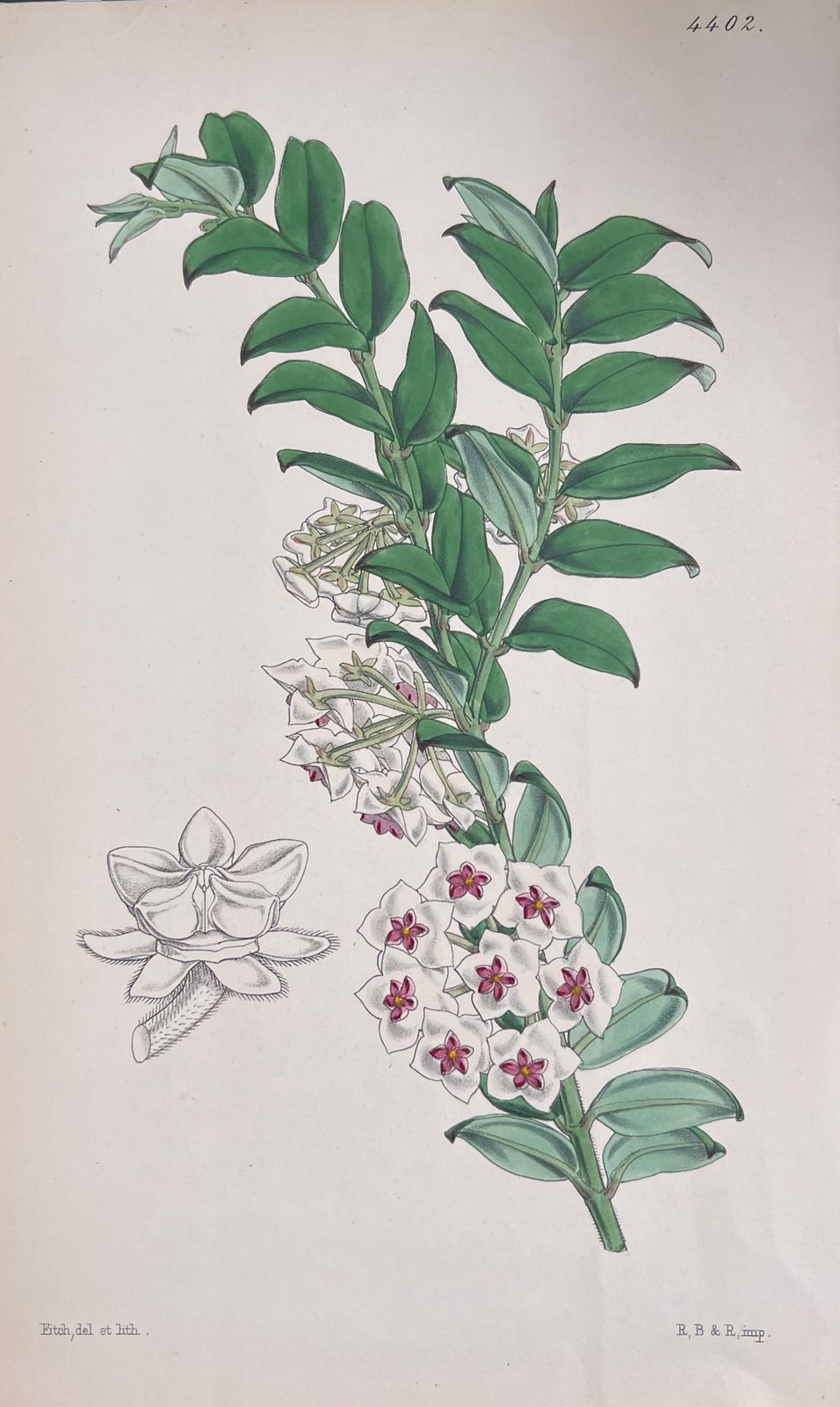 Unknownset Of Six Fine Antique British Hand Coloured Botanical Prints, Circa 1900'searly Mid 19th Century photo buy