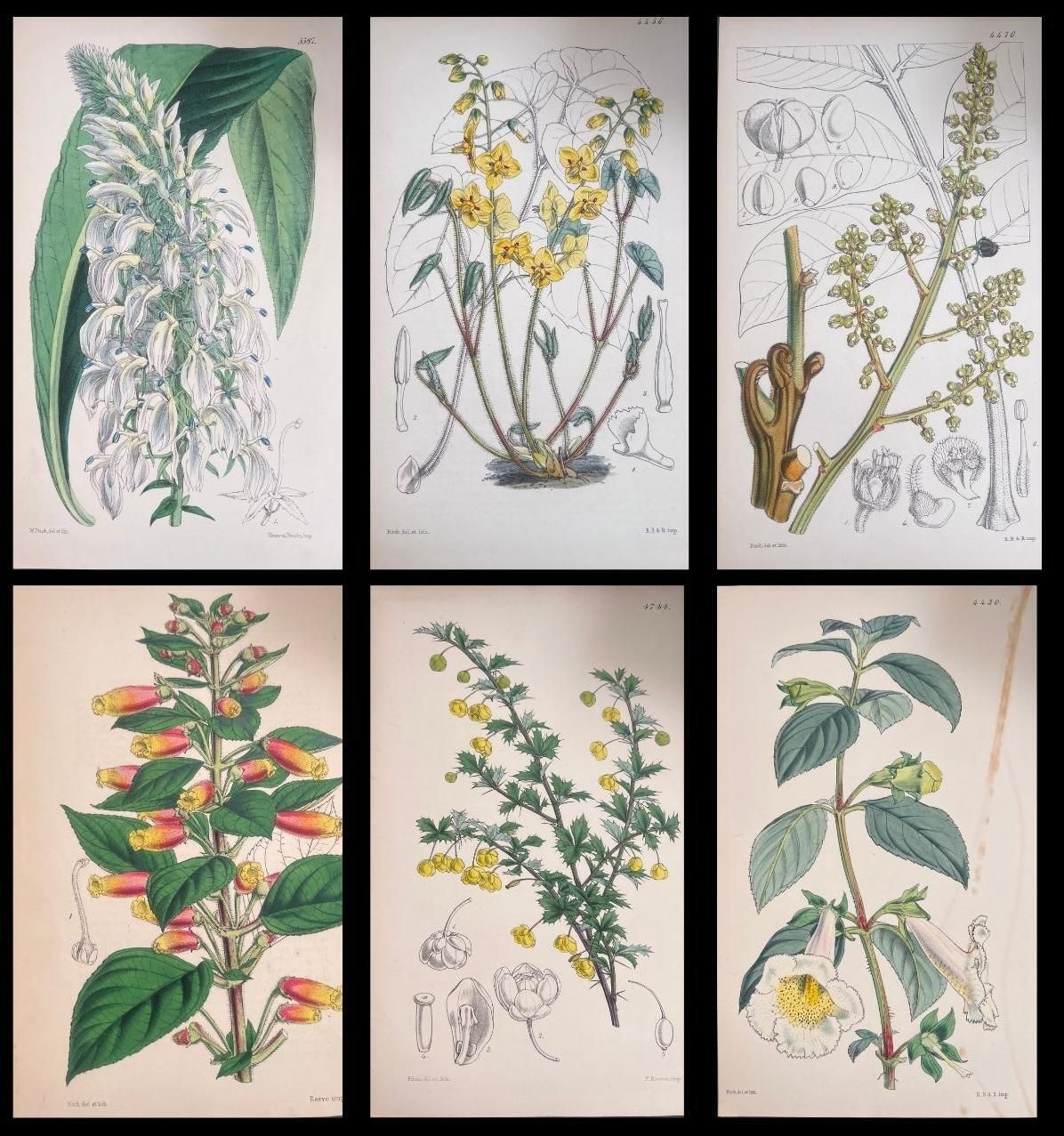 Unknownset Of Six Fine Antique British Hand Coloured Botanical Prints, Circa 1900'searly Mid 19th Century