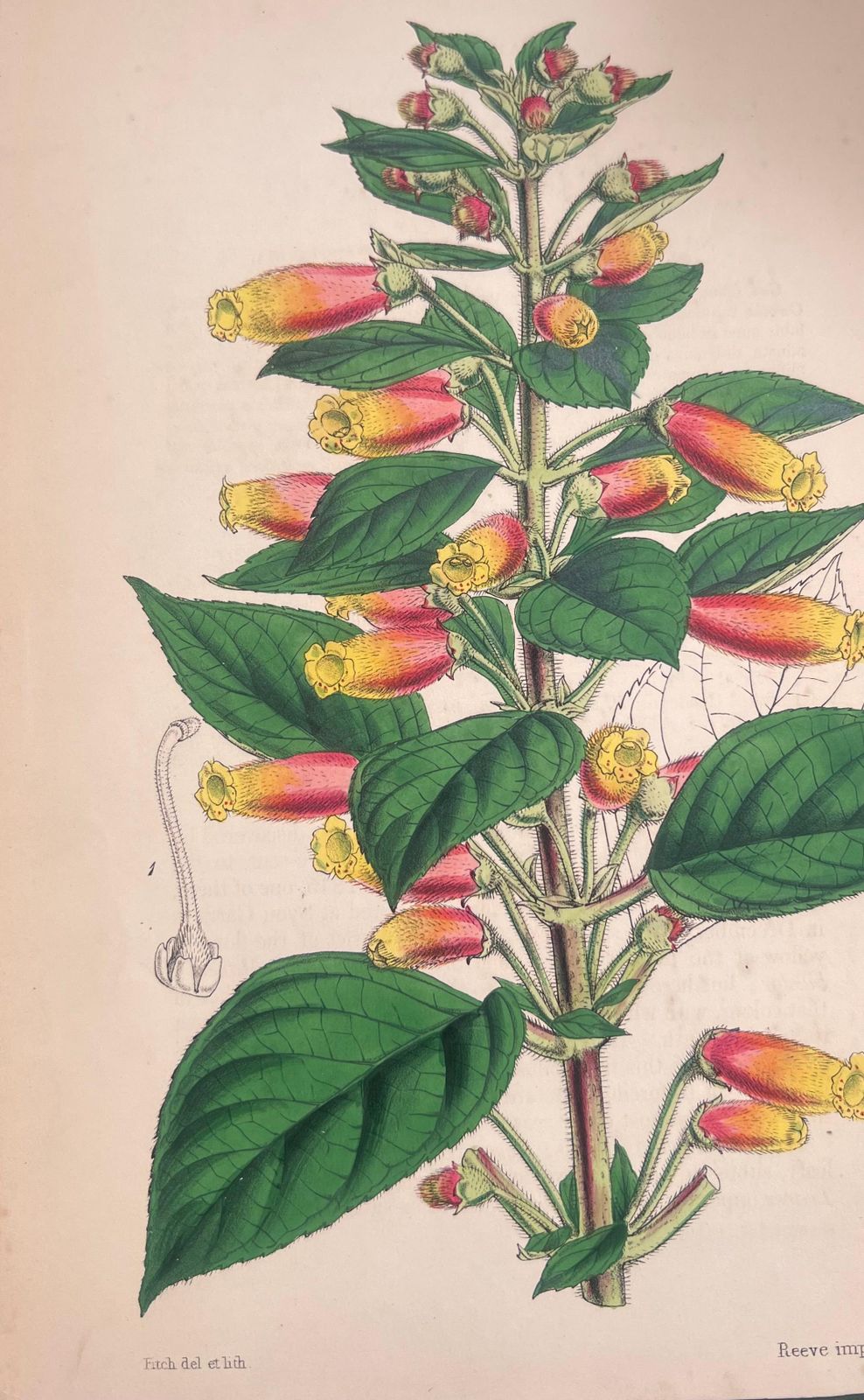 Unknownset Of Six Fine Antique British Hand Coloured Botanical Prints, Circa 1900'searly Mid 19th Century photo 400.0