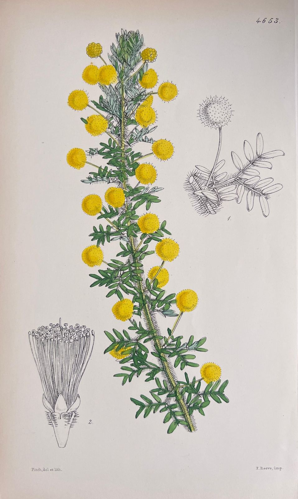 Unknownset Of Six Fine Antique British Hand Coloured Botanical Prints, Circa 1900'searly Mid 19th Century photo Art