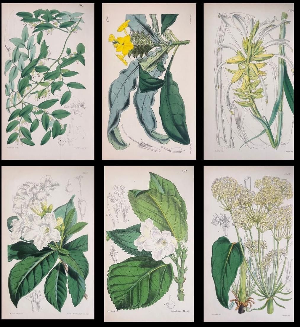 Unknownset Of Six Fine Antique British Hand Coloured Botanical Prints, Circa 1900'searly Mid 19th Century