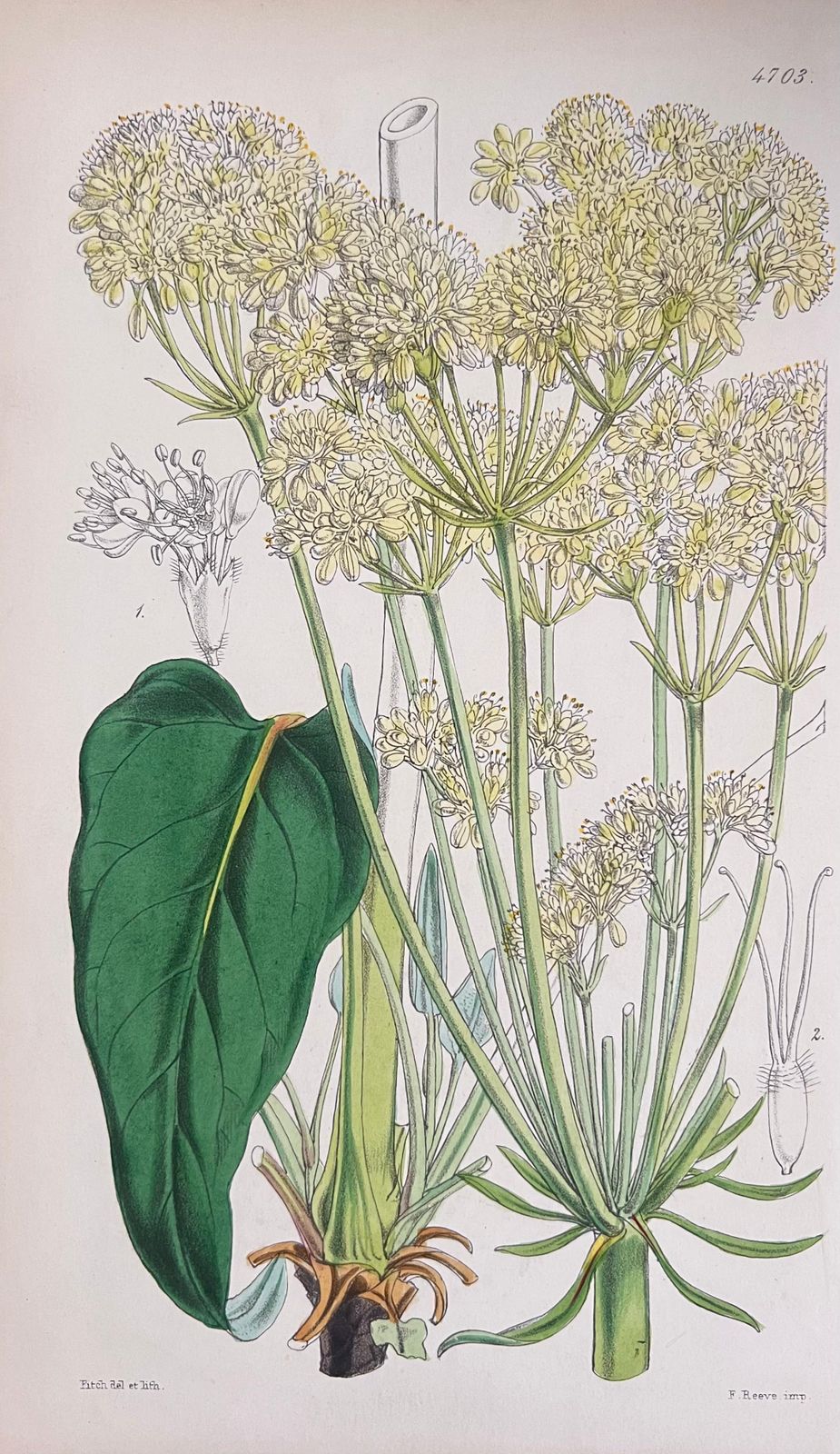 Unknownset Of Six Fine Antique British Hand Coloured Botanical Prints, Circa 1900'searly Mid 19th Century photo Art