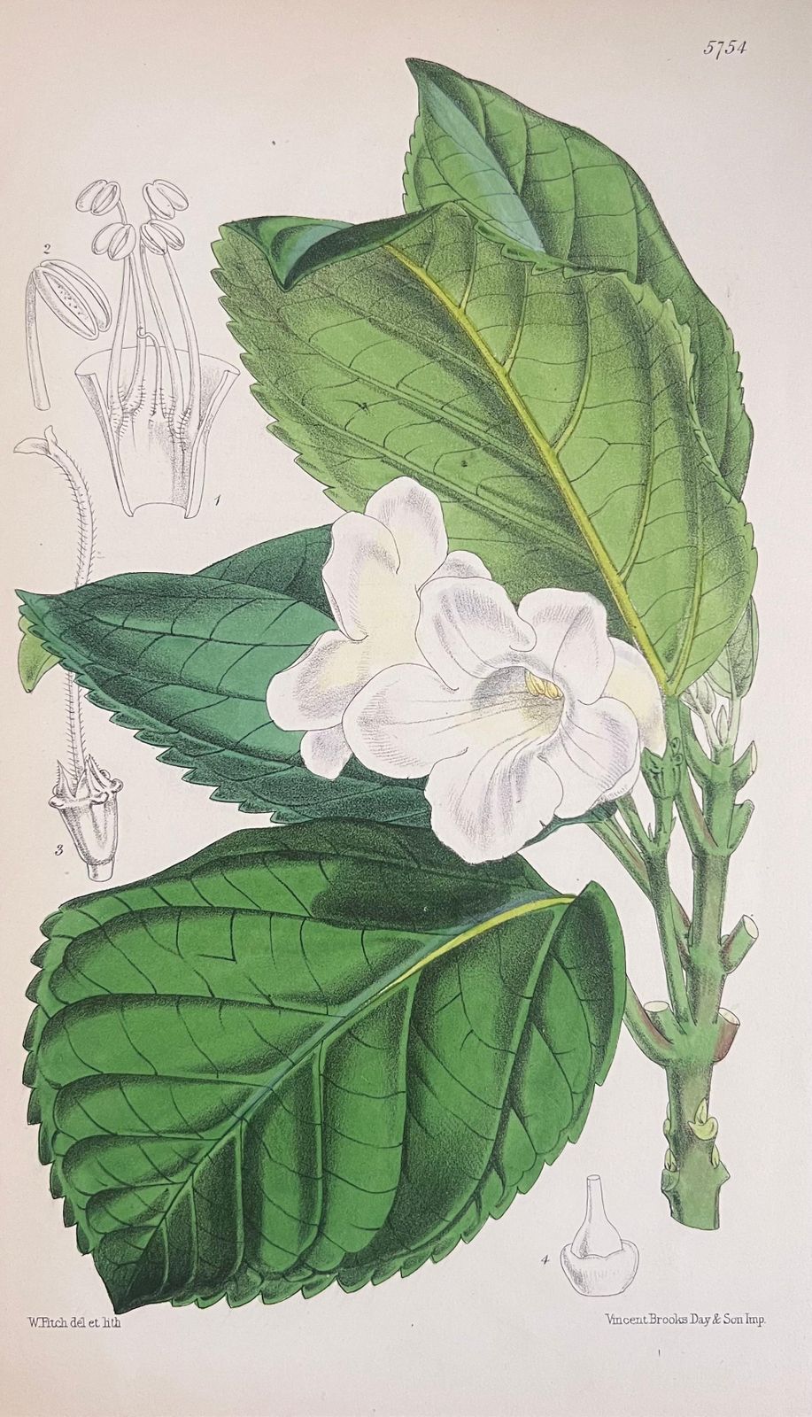 Unknownset Of Six Fine Antique British Hand Coloured Botanical Prints, Circa 1900'searly Mid 19th Century photo vinterior