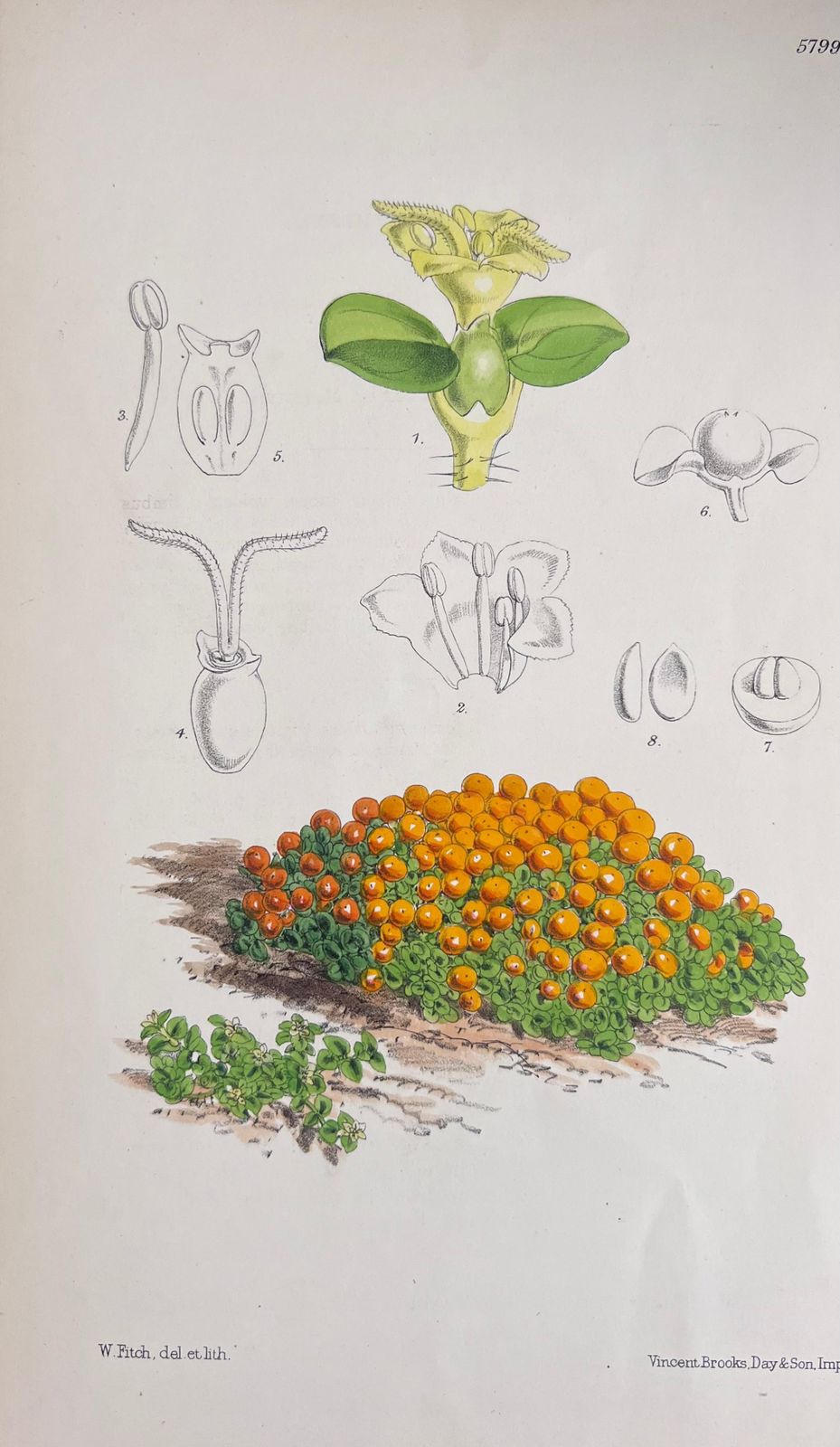 Unknownset Of Six Fine Antique British Hand Coloured Botanical Prints, Circa 1900'searly Mid 19th Century photo for sale