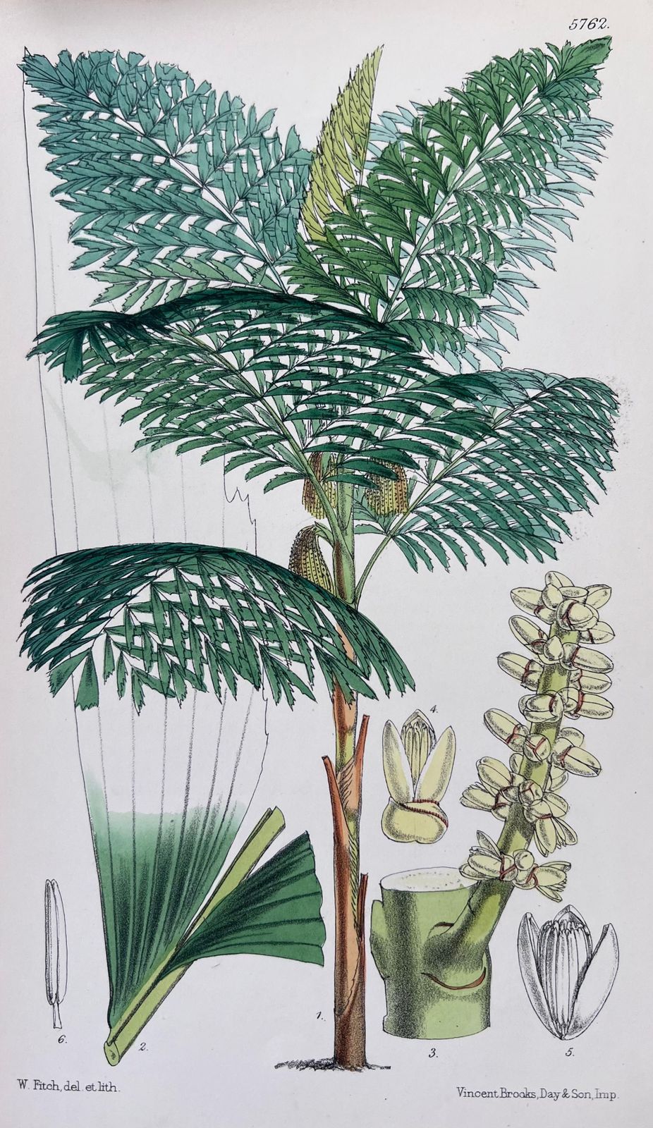 Unknownset Of Six Fine Antique British Hand Coloured Botanical Prints, Circa 1900'searly Mid 19th Century photo furniture