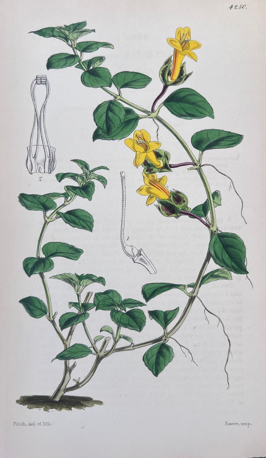 Unknownset Of Six Fine Antique British Hand Coloured Botanical Prints, Circa 1900'searly Mid 19th Century photo vinterior