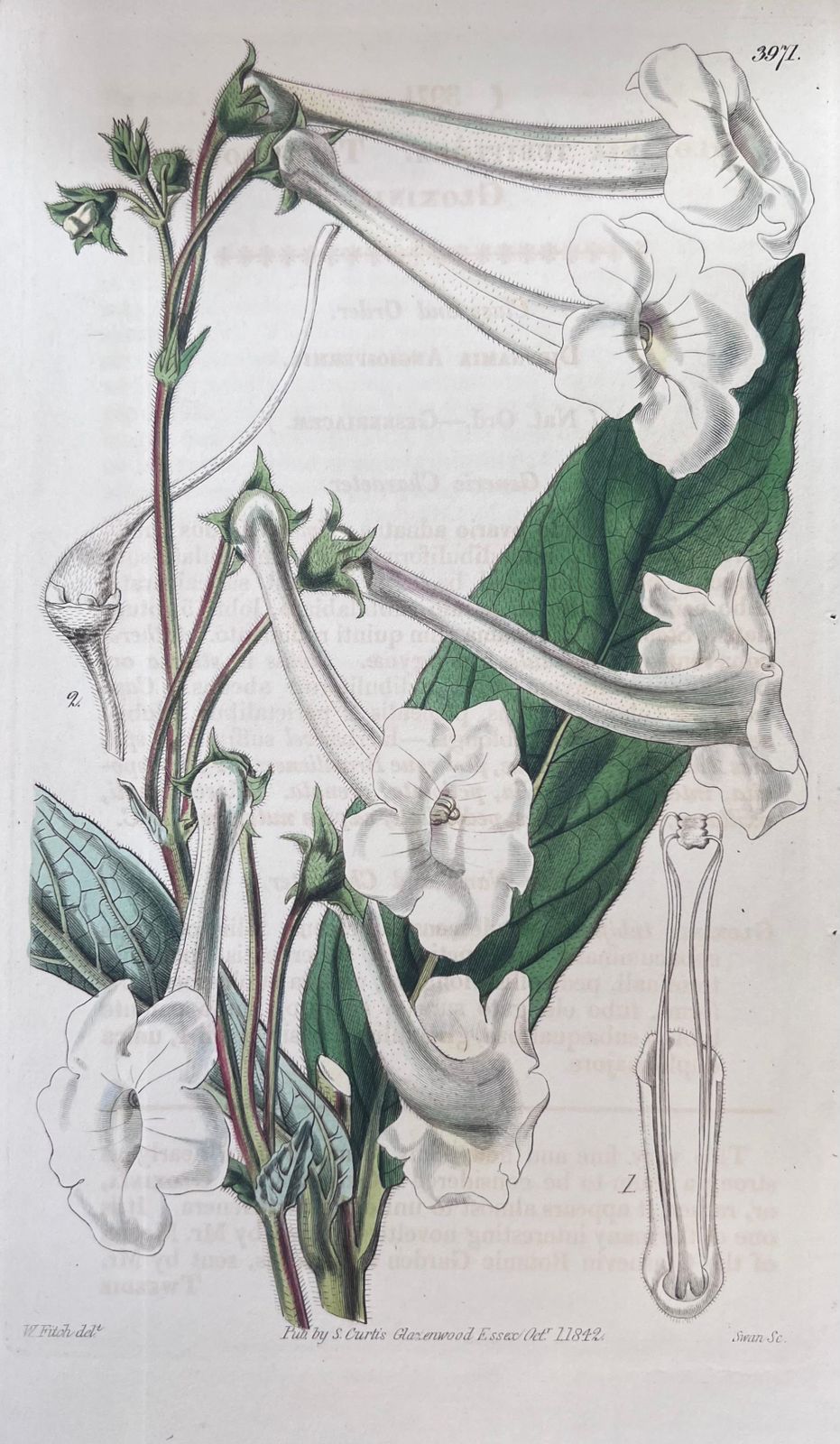 Unknownset Of Six Fine Antique British Hand Coloured Botanical Prints, Circa 1900'searly Mid 19th Century photo furniture