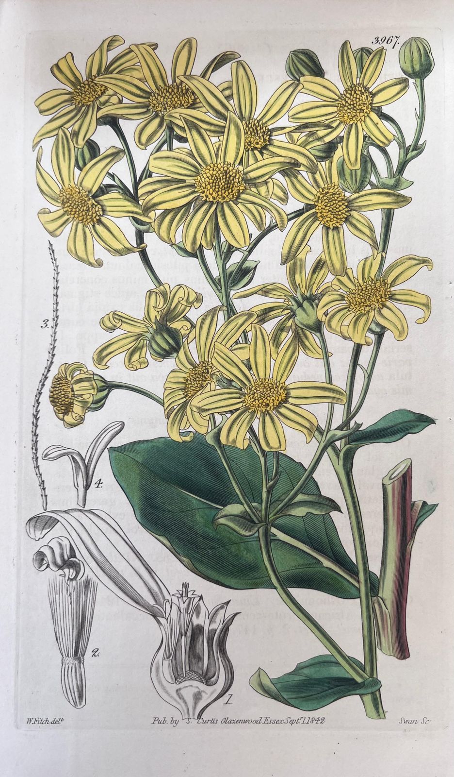 Unknownset Of Six Fine Antique British Hand Coloured Botanical Prints, Circa 1900'searly Mid 19th Century photo for sale