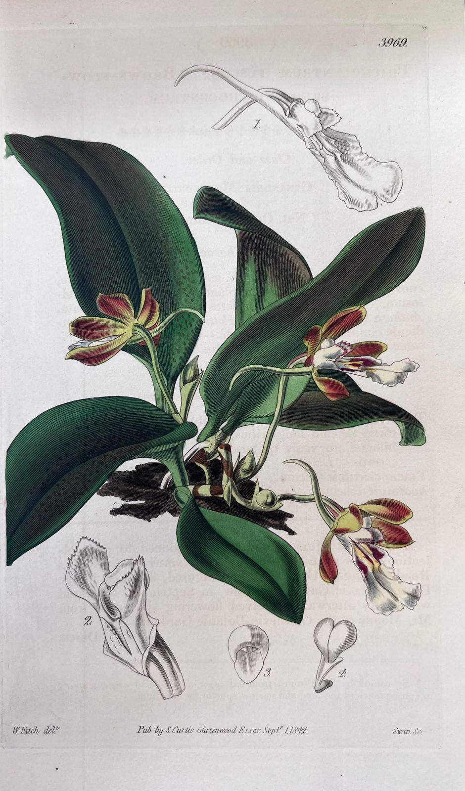 Unknownset Of Six Fine Antique British Hand Coloured Botanical Prints, Circa 1900'searly Mid 19th Century photo Art