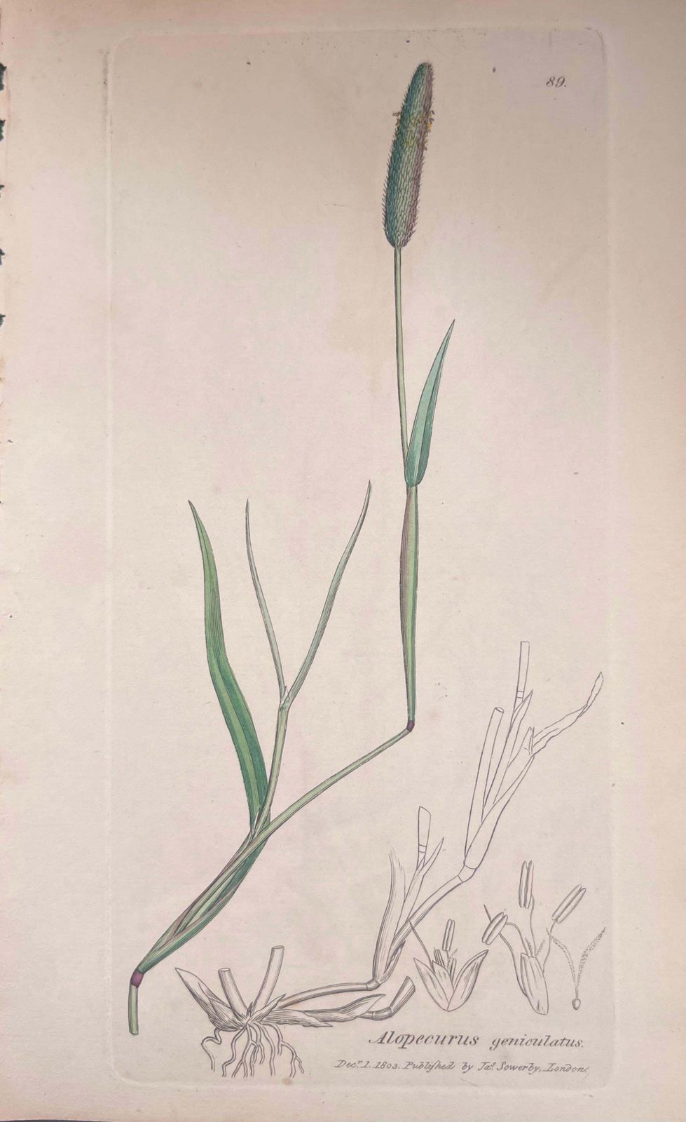 Unknownset Of Six Fine Antique British Hand Coloured Botanical Prints, Circa 1900'searly Mid 19th Century photo buy