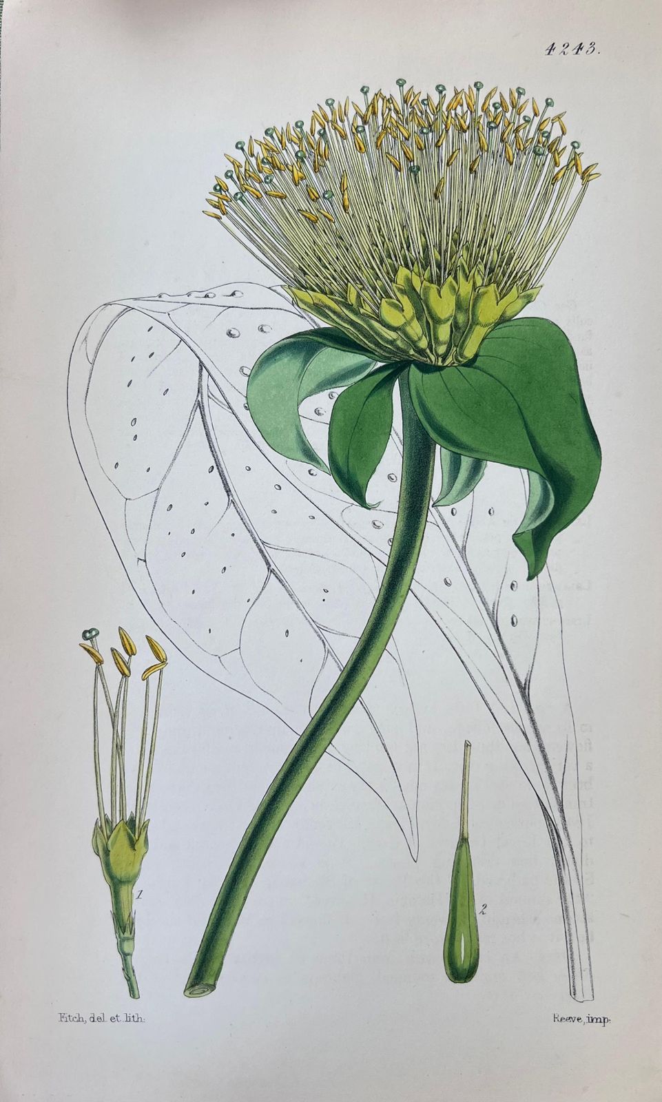 Unknownset Of Six Fine Antique British Hand Coloured Botanical Prints, Circa 1900'searly Mid 19th Century photo Art