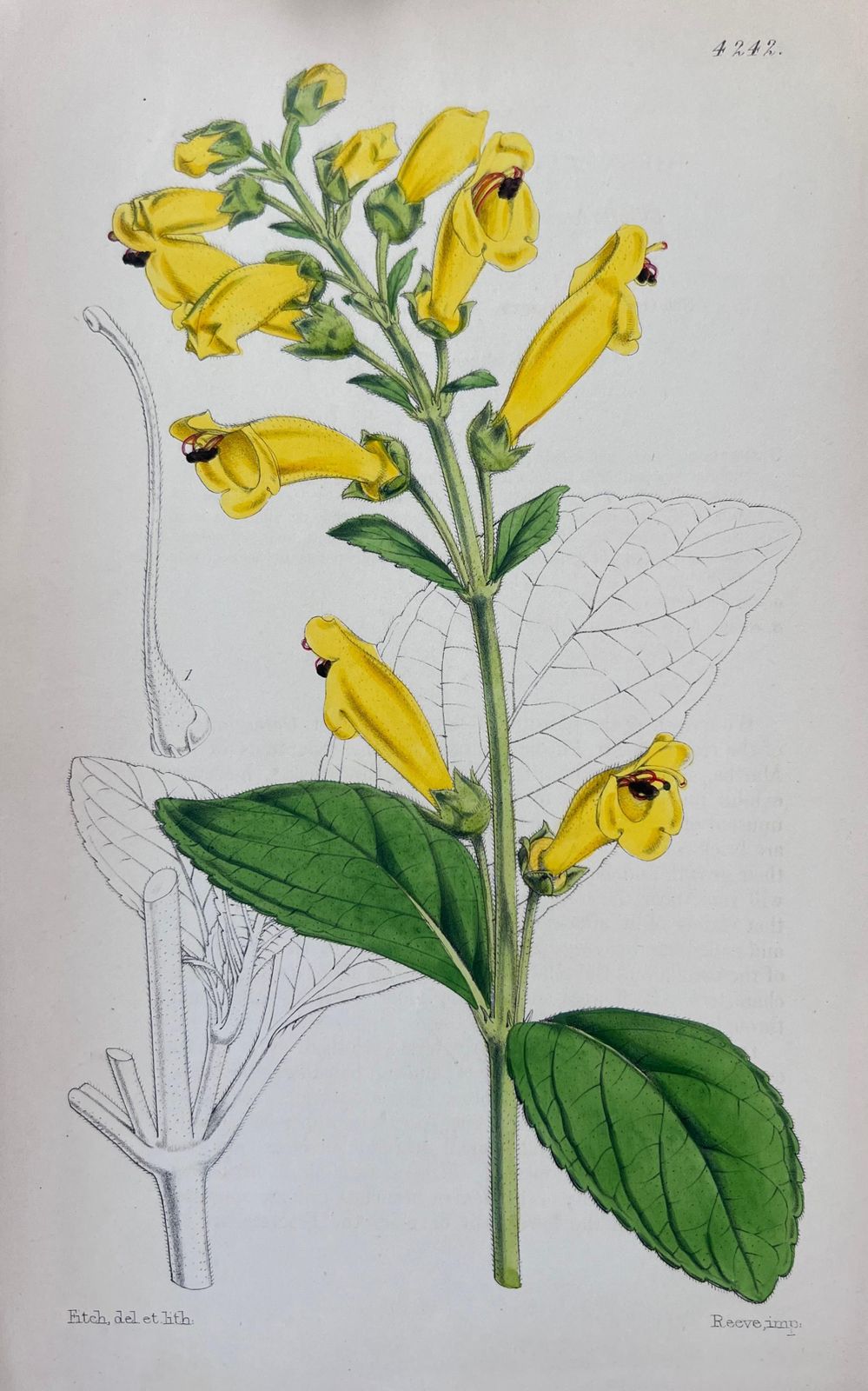 Unknownset Of Six Fine Antique British Hand Coloured Botanical Prints, Circa 1900'searly Mid 19th Century photo 407.0