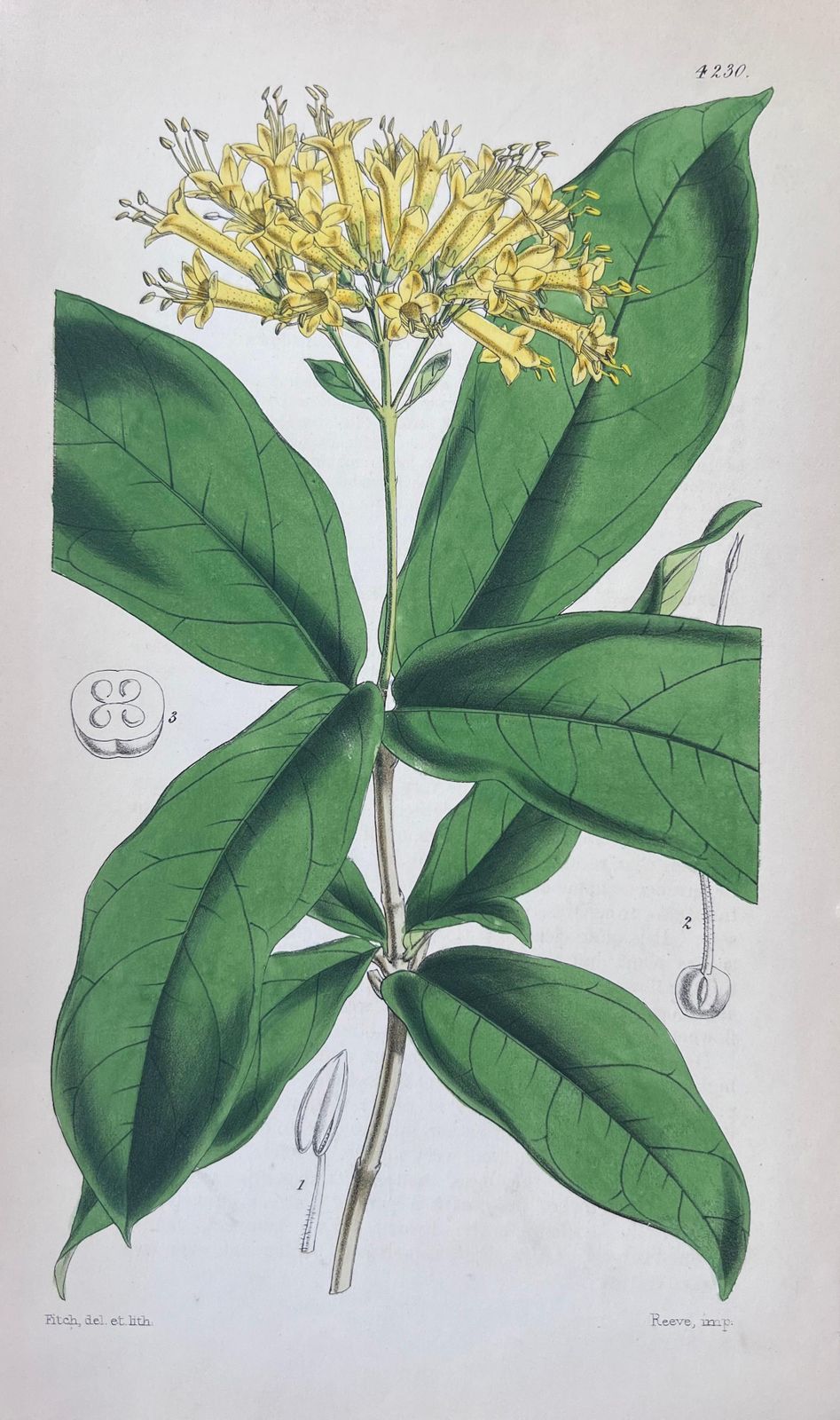 Unknownset Of Six Fine Antique British Hand Coloured Botanical Prints, Circa 1900'searly Mid 19th Century photo vinterior