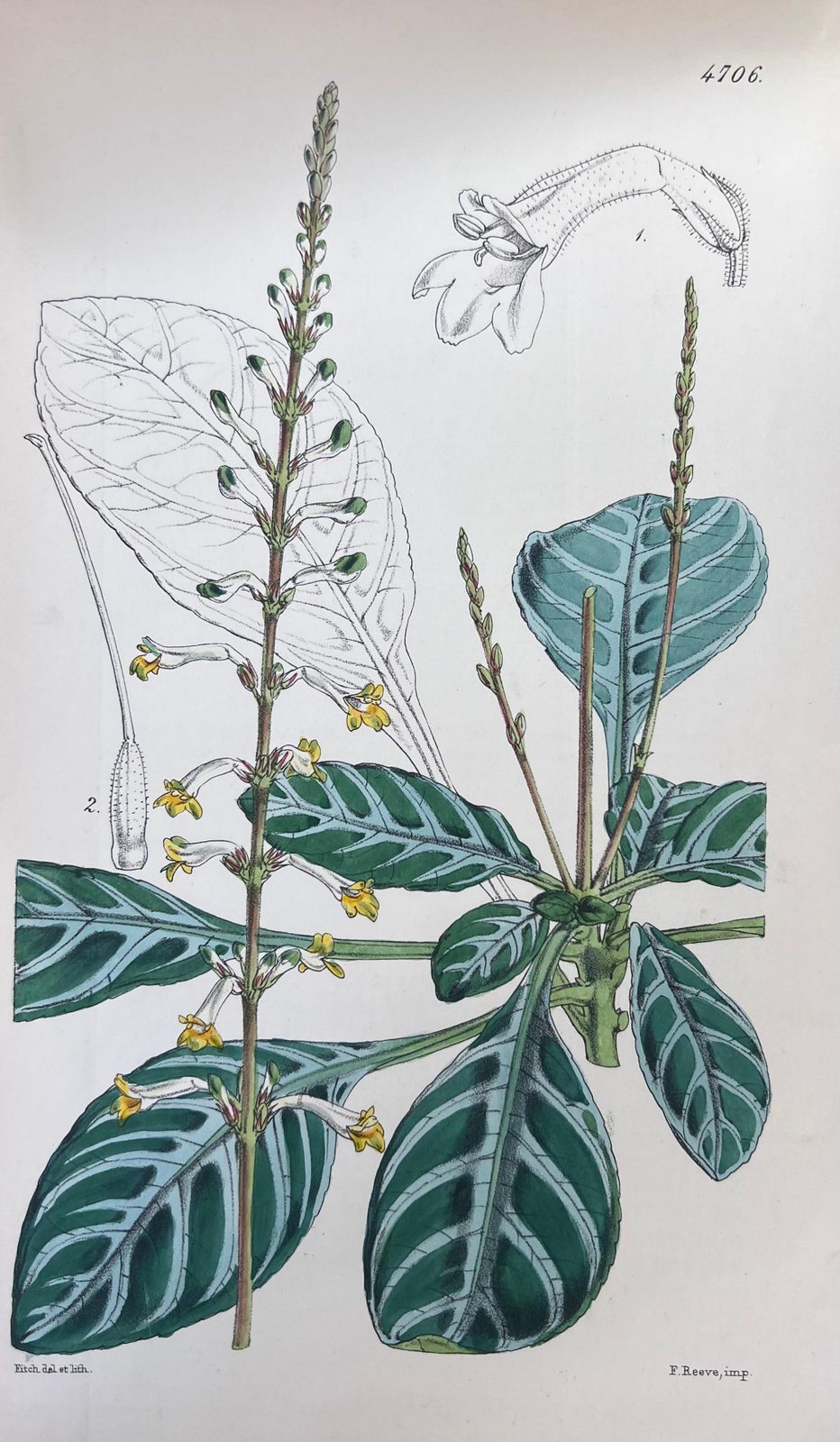 Unknownset Of Six Fine Antique British Hand Coloured Botanical Prints, Circa 1900'searly Mid 19th Century photo vinterior