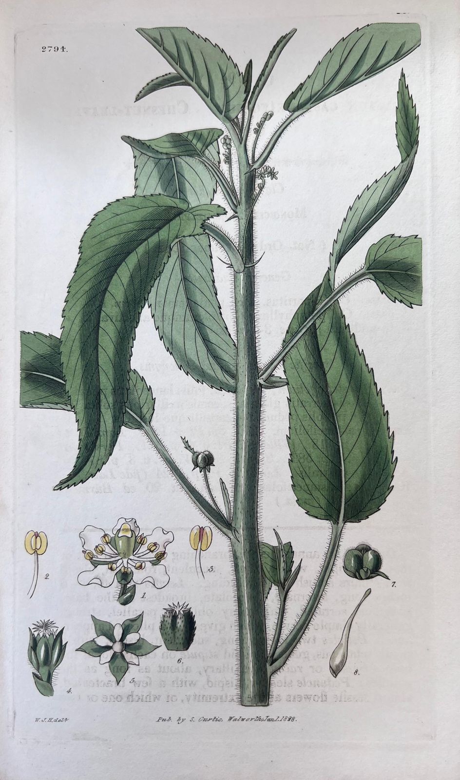 Unknownset Of Six Fine Antique British Hand Coloured Botanical Prints, Circa 1900'searly Mid 19th Century photo Art