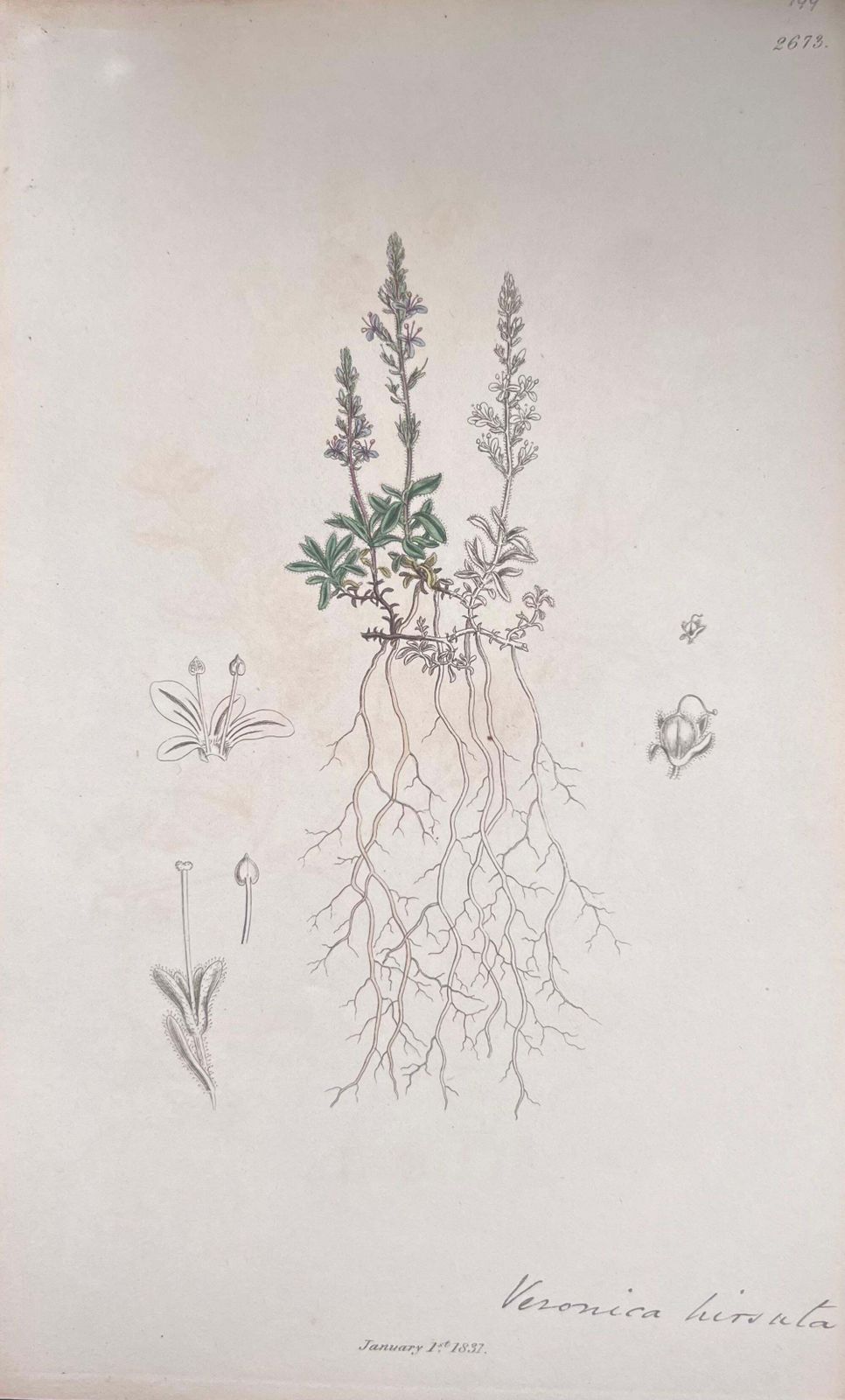Unknownset Of Six Fine Antique British Hand Coloured Botanical Prints, Circa 1900'searly Mid 19th Century photo for sale