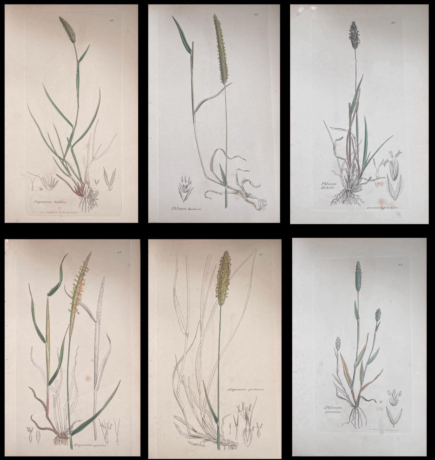 Unknownset Of Six Fine Antique British Hand Coloured Botanical Prints, Circa 1900'searly Mid 19th Century