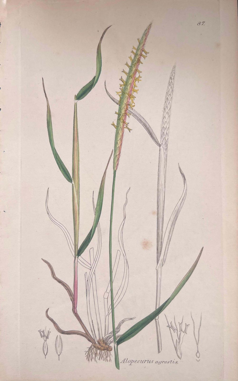 Unknownset Of Six Fine Antique British Hand Coloured Botanical Prints, Circa 1900'searly Mid 19th Century photo for sale