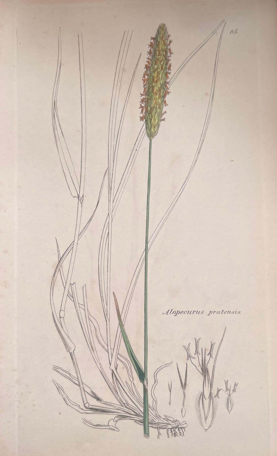 Unknownset Of Six Fine Antique British Hand Coloured Botanical Prints, Circa 1900'searly Mid 19th Century photo Art
