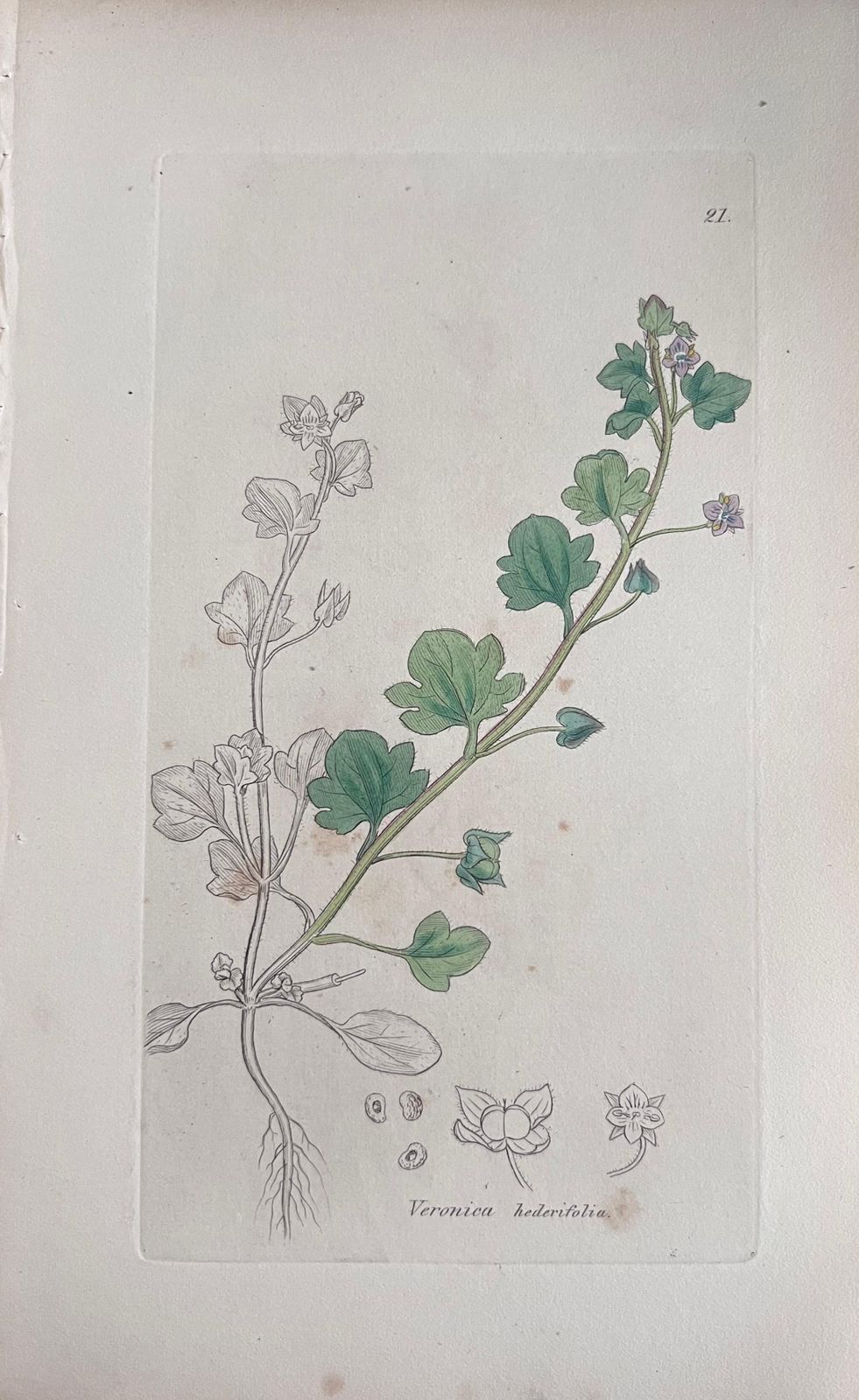 Unknownset Of Six Fine Antique British Hand Coloured Botanical Prints, Circa 1900'searly Mid 19th Century photo 407.0