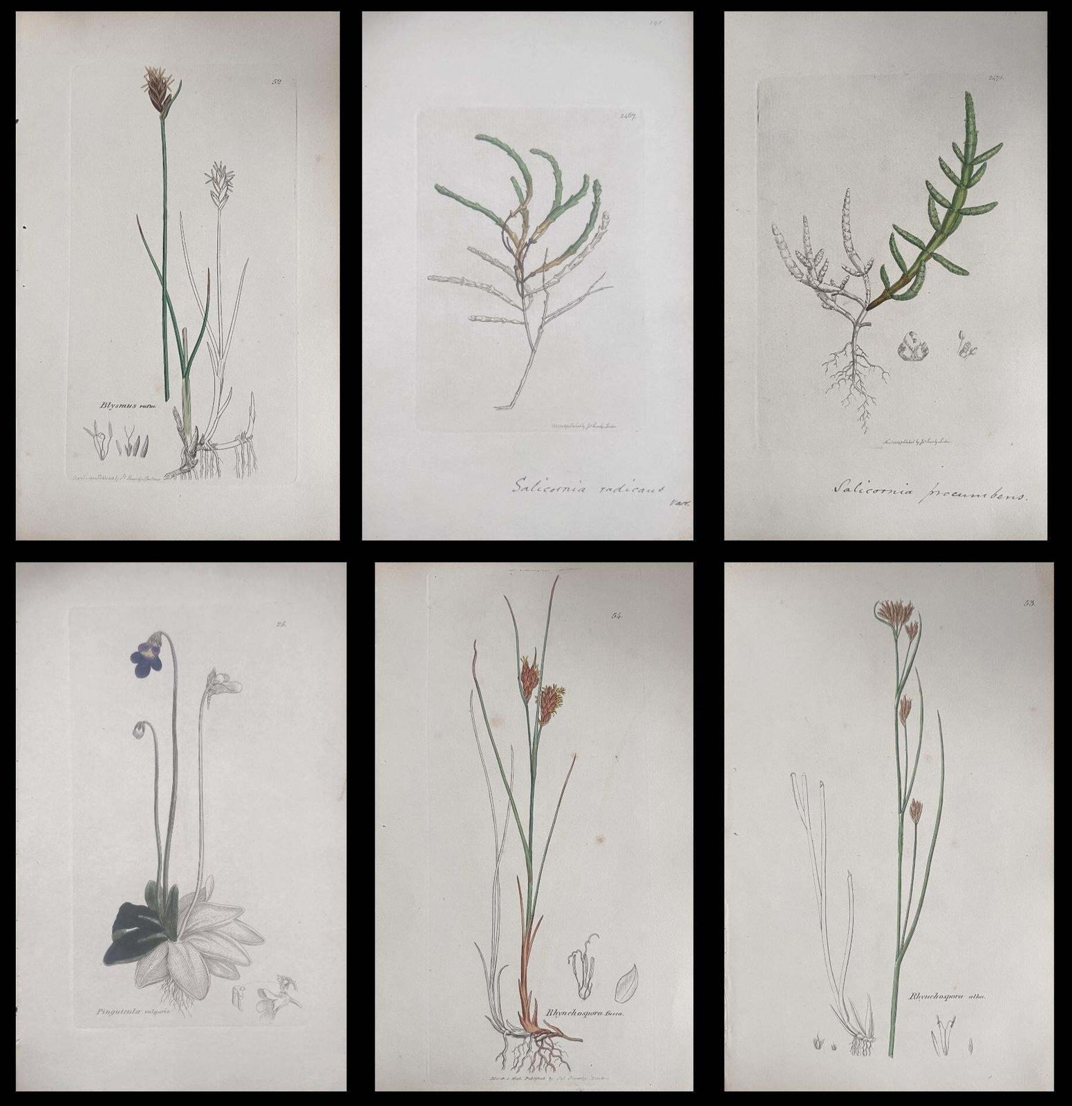 Unknownset Of Six Fine Antique British Hand Coloured Botanical Prints, Circa 1900'searly Mid 19th Century