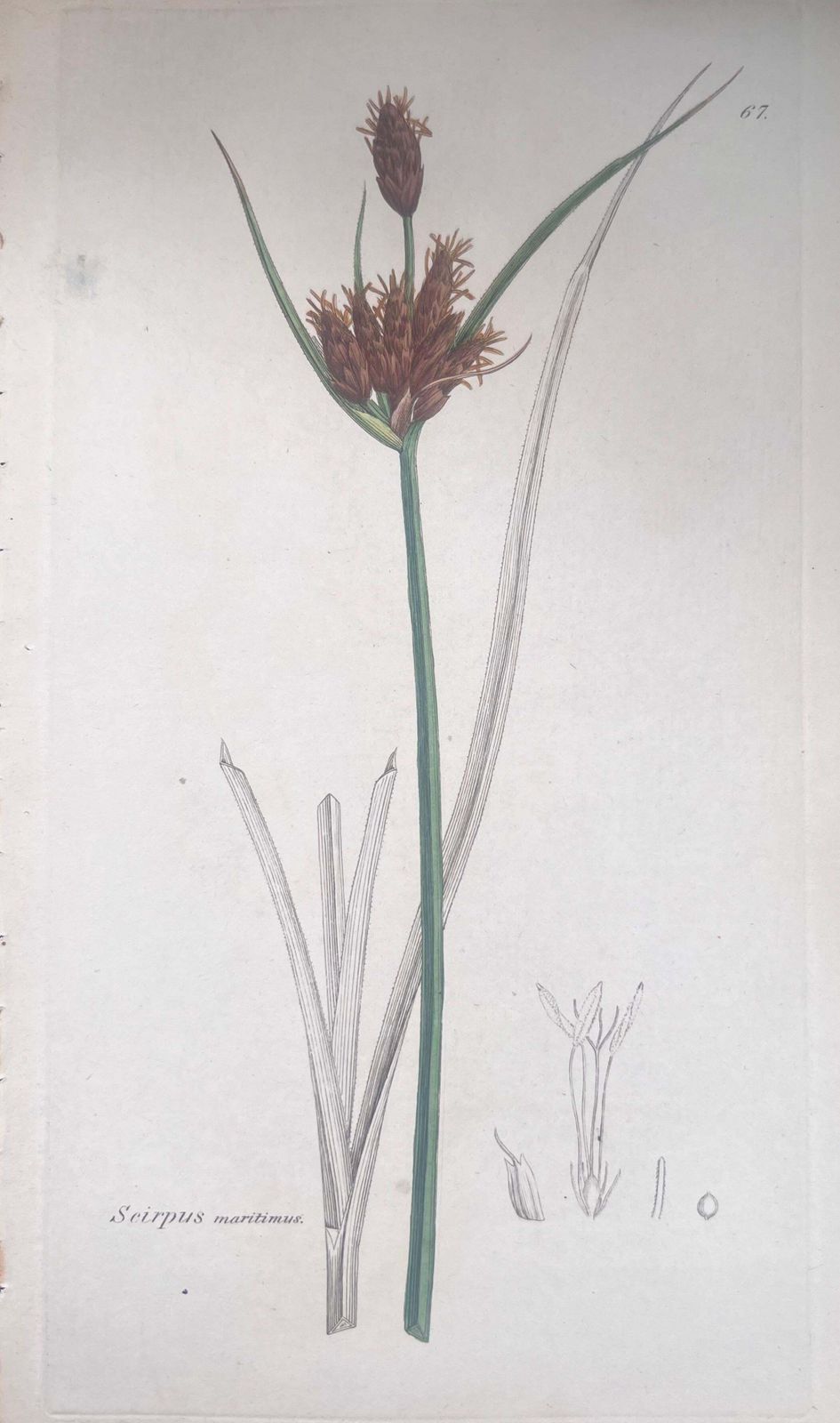 Unknownset Of Six Fine Antique British Hand Coloured Botanical Prints, Circa 1900'searly Mid 19th Century photo Art