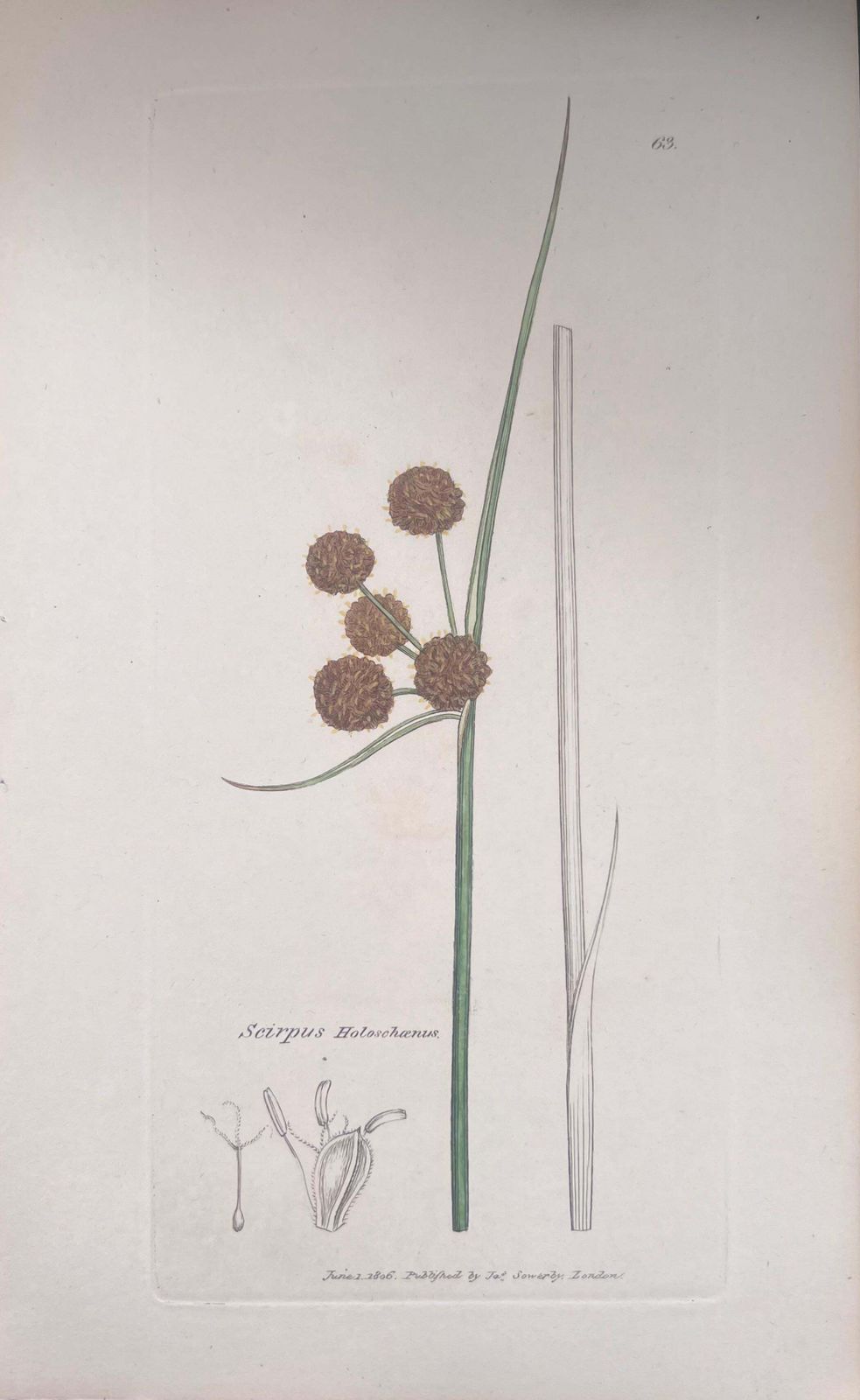 Unknownset Of Six Fine Antique British Hand Coloured Botanical Prints, Circa 1900'searly Mid 19th Century photo vinterior