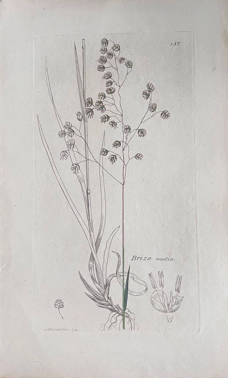 Unknownset Of Six Fine Antique British Hand Coloured Botanical Prints, Circa 1900'searly Mid 19th Century photo vinterior